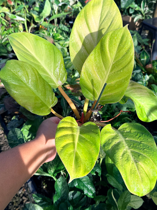 Philodendron 'Melinonii Gold' N13