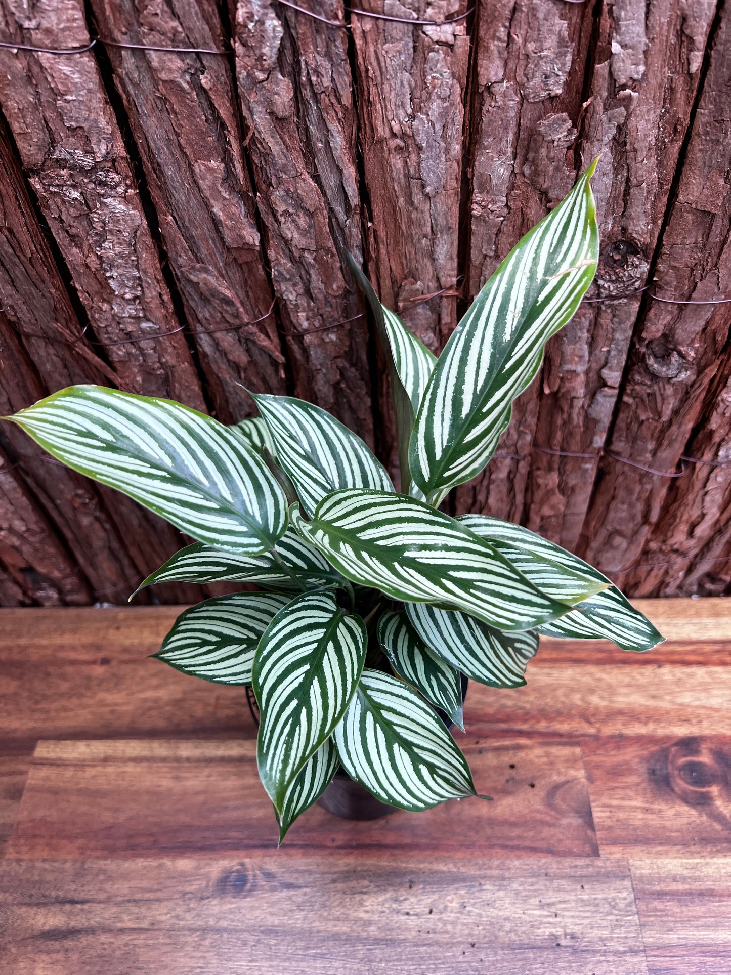 Calathea Elliptica Vittata B95