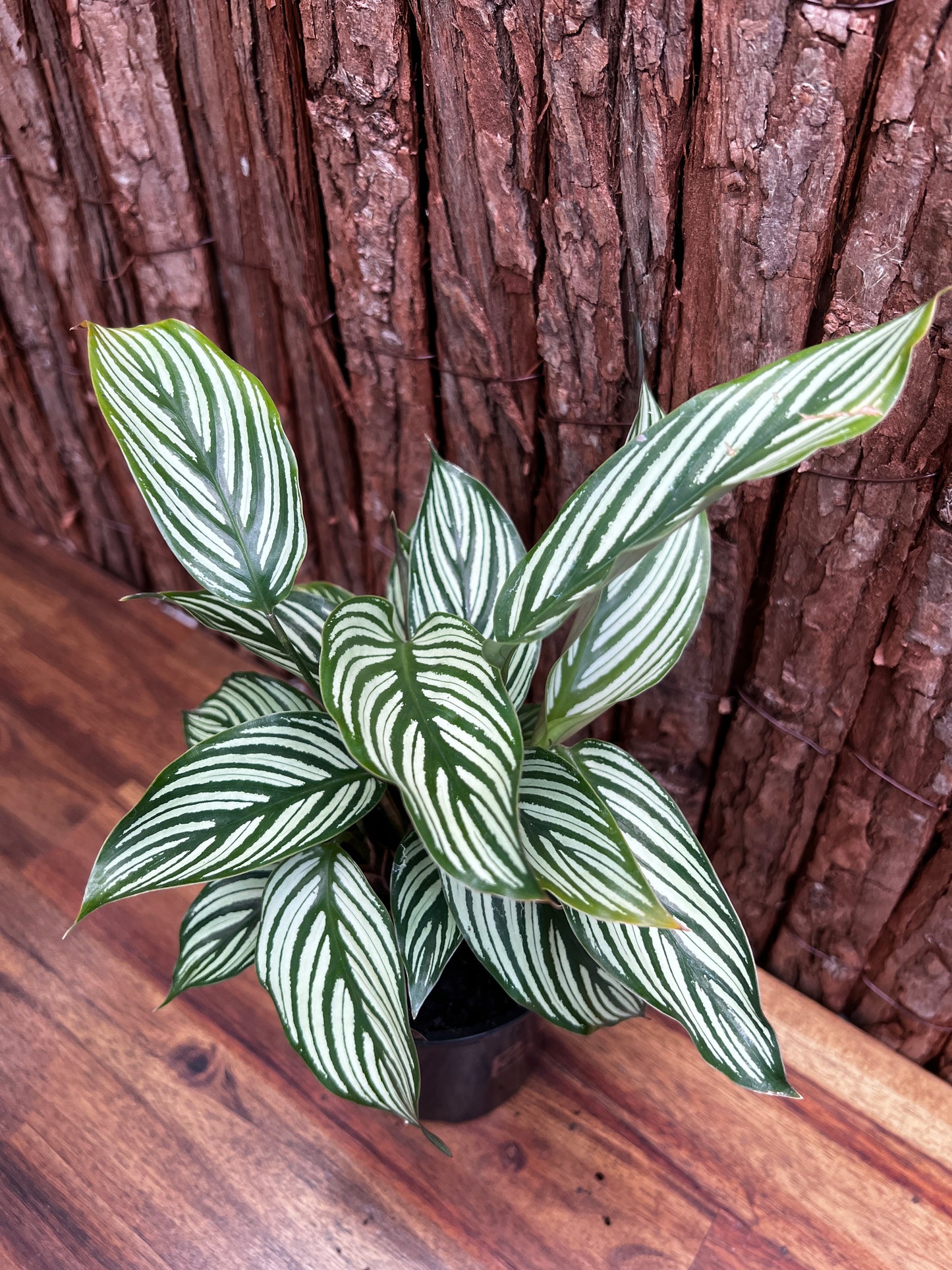 Calathea Elliptica Vittata B95