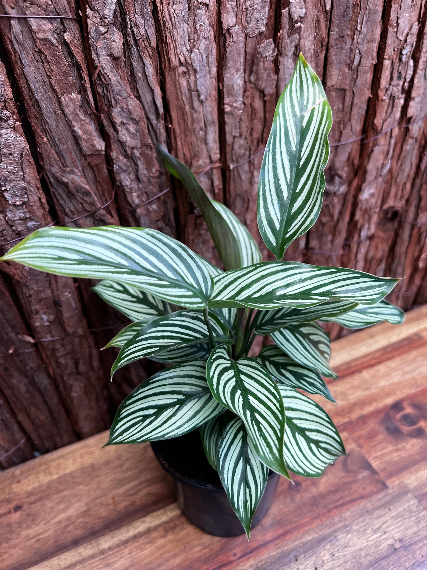 Calathea Elliptica Vittata B95