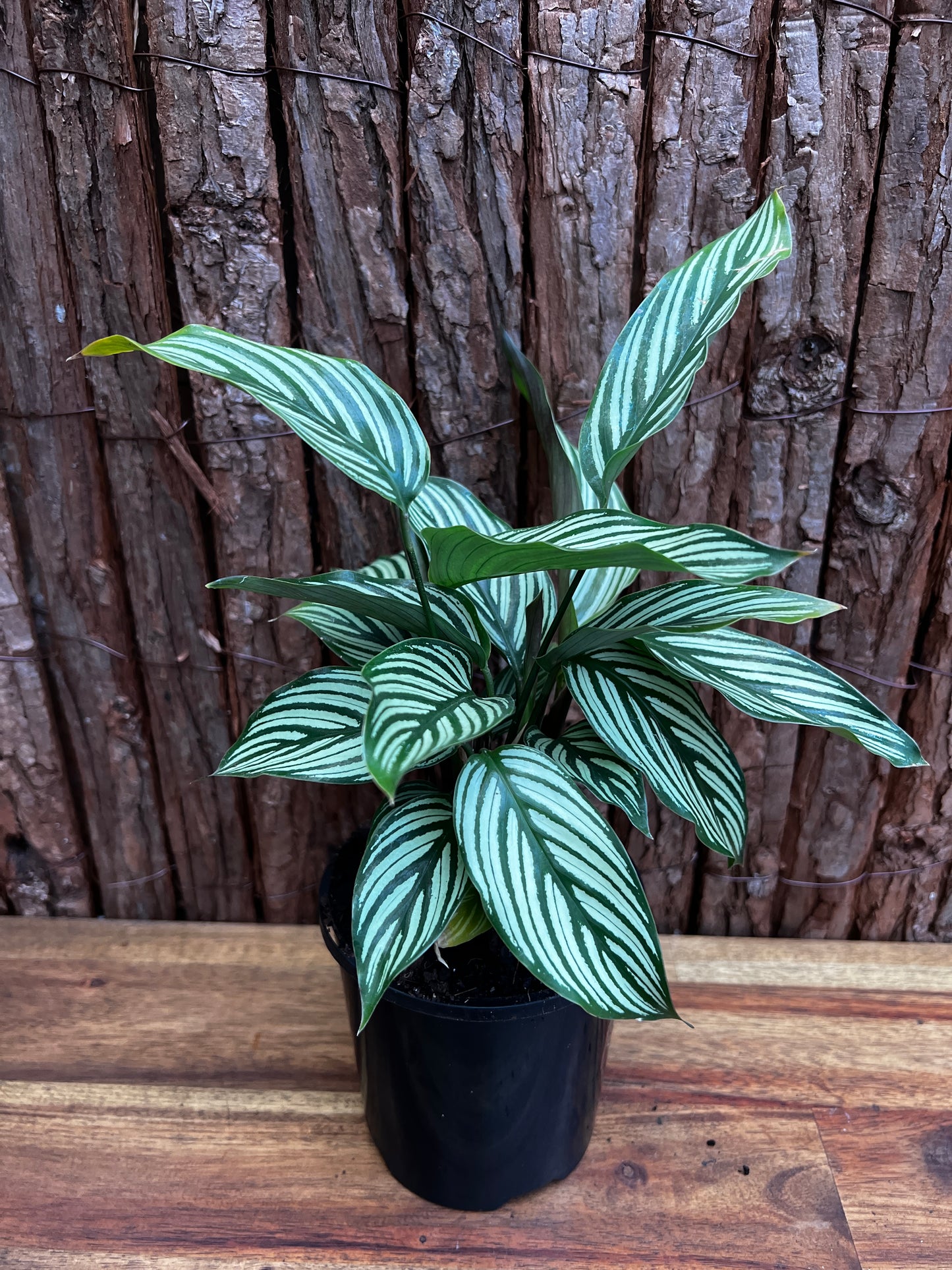 Calathea Elliptica Vittata B95