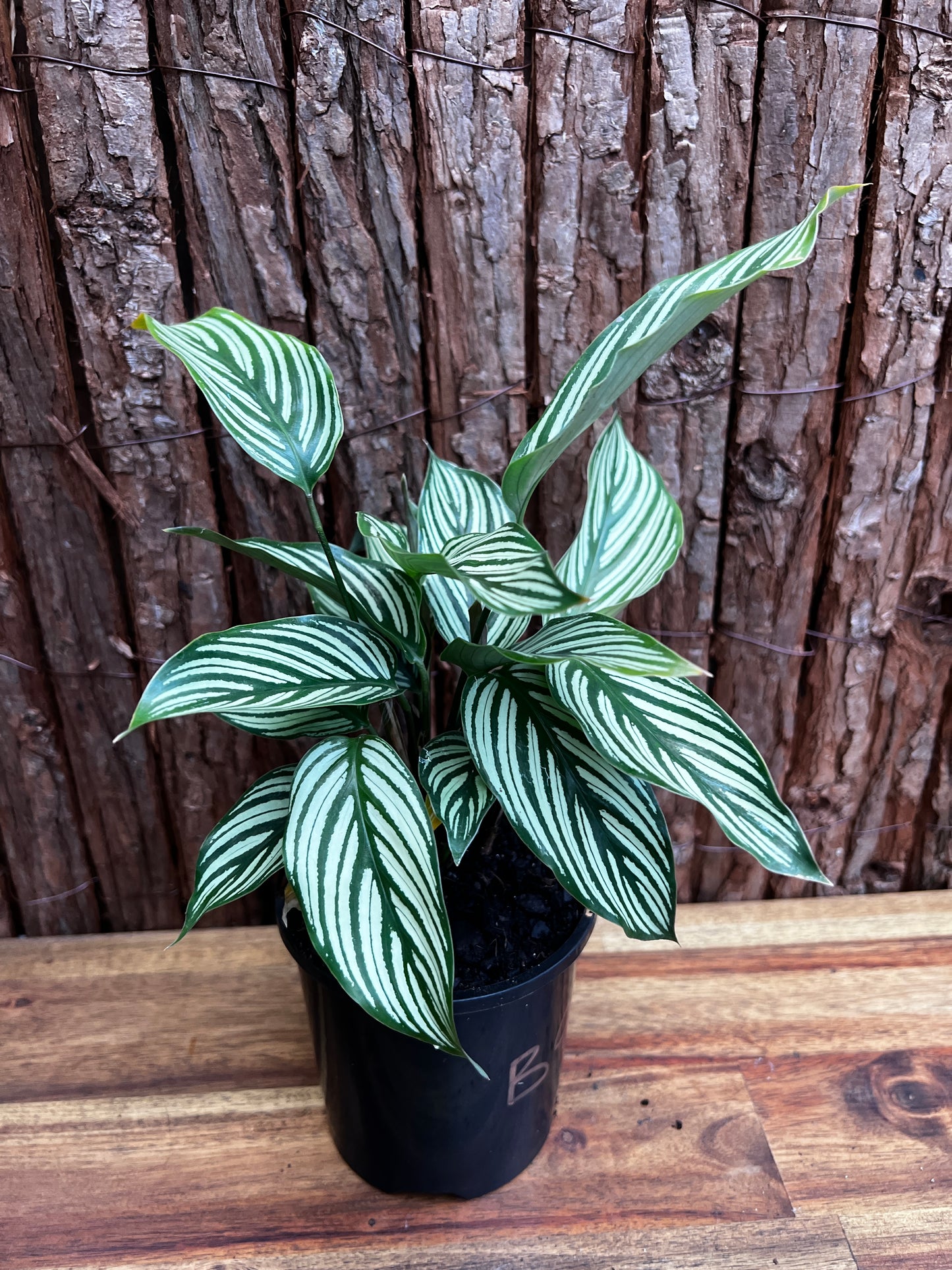 Calathea Elliptica Vittata B95