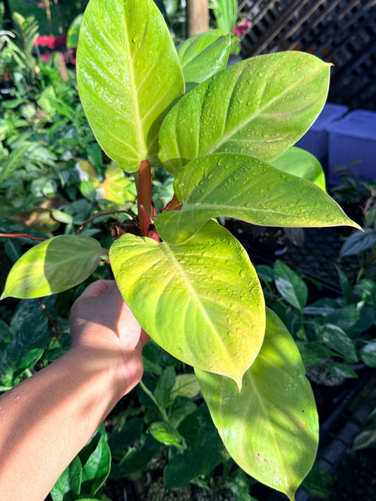 Philodendron 'Melinonii Gold' N14