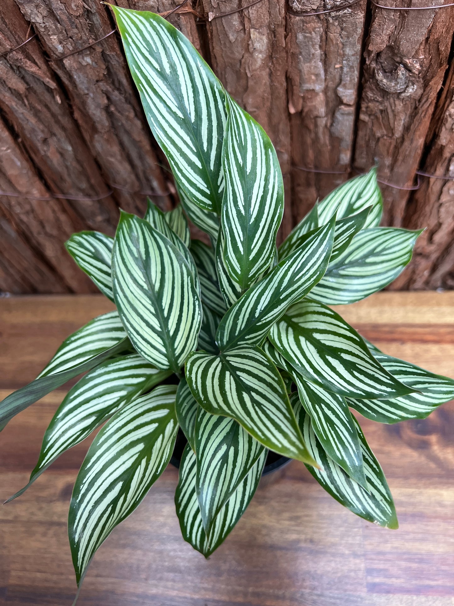 Calathea Elliptica Vittata B96