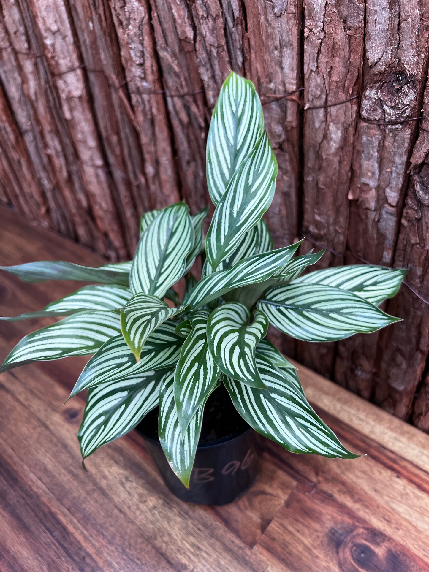 Calathea Elliptica Vittata B96