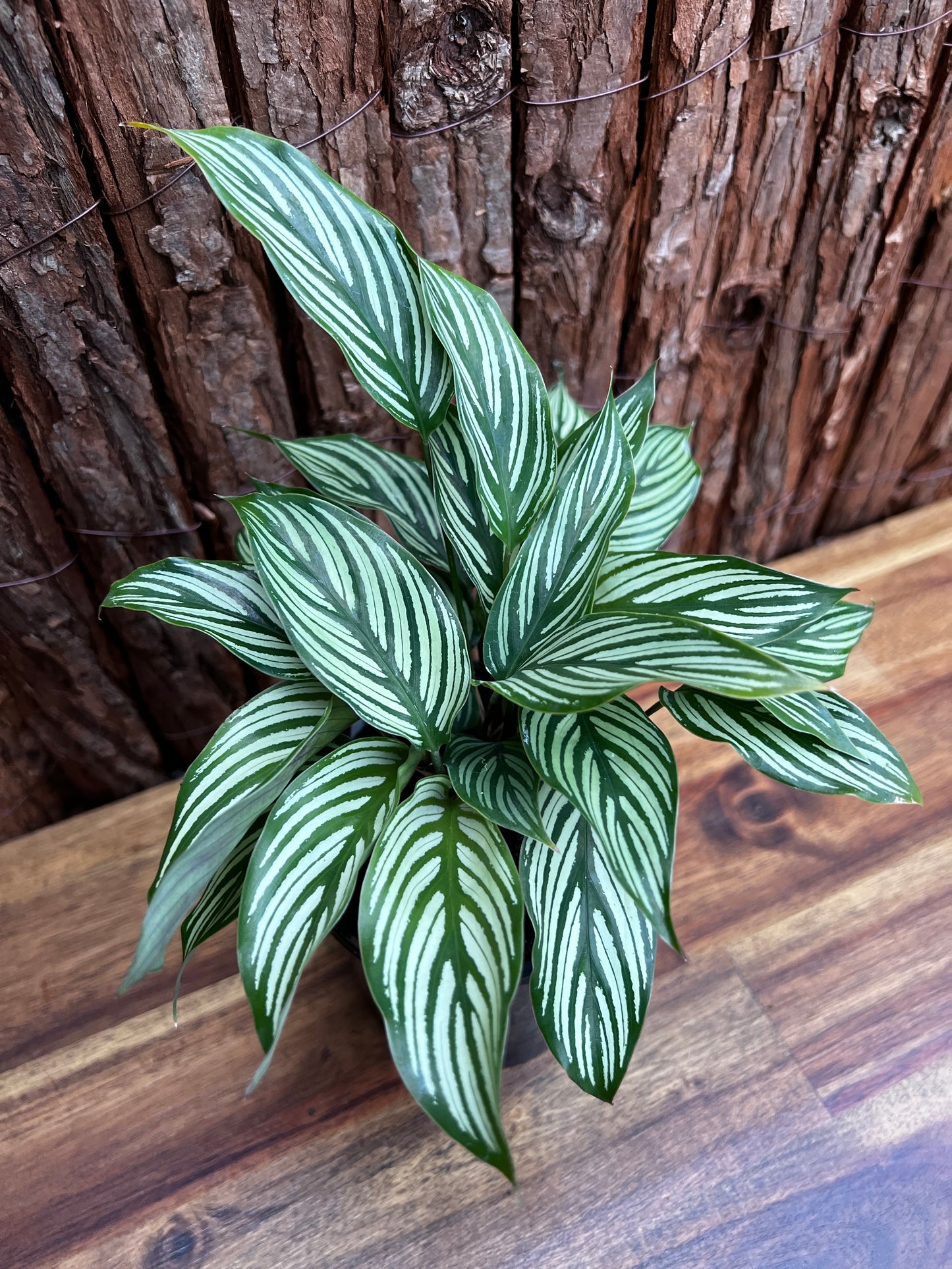 Calathea Elliptica Vittata B96