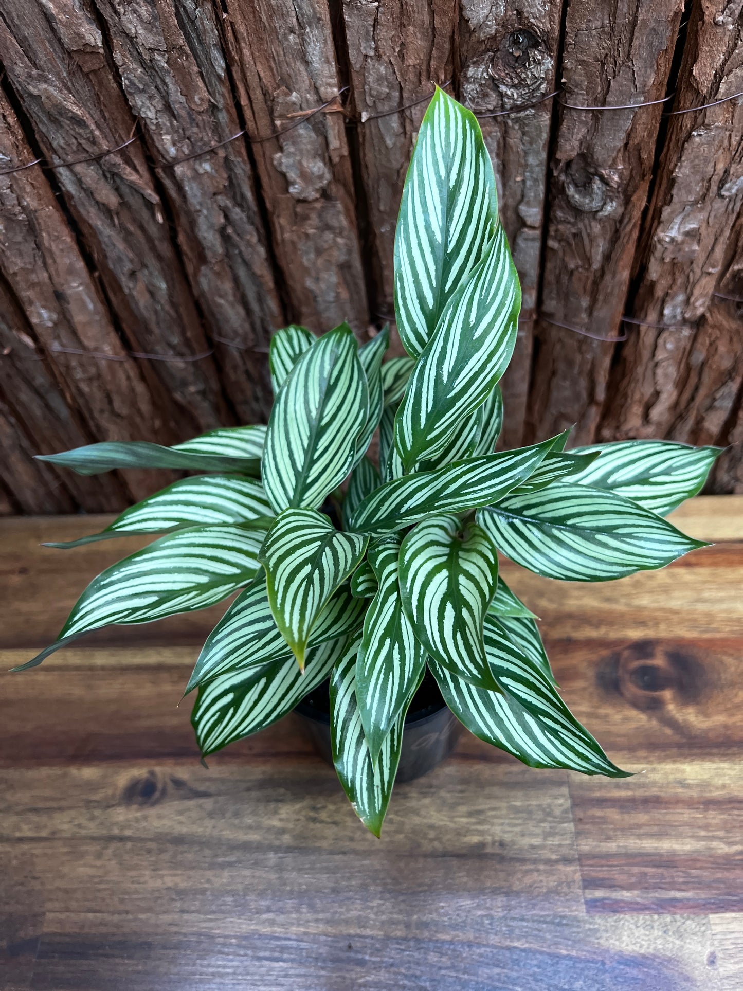 Calathea Elliptica Vittata B96