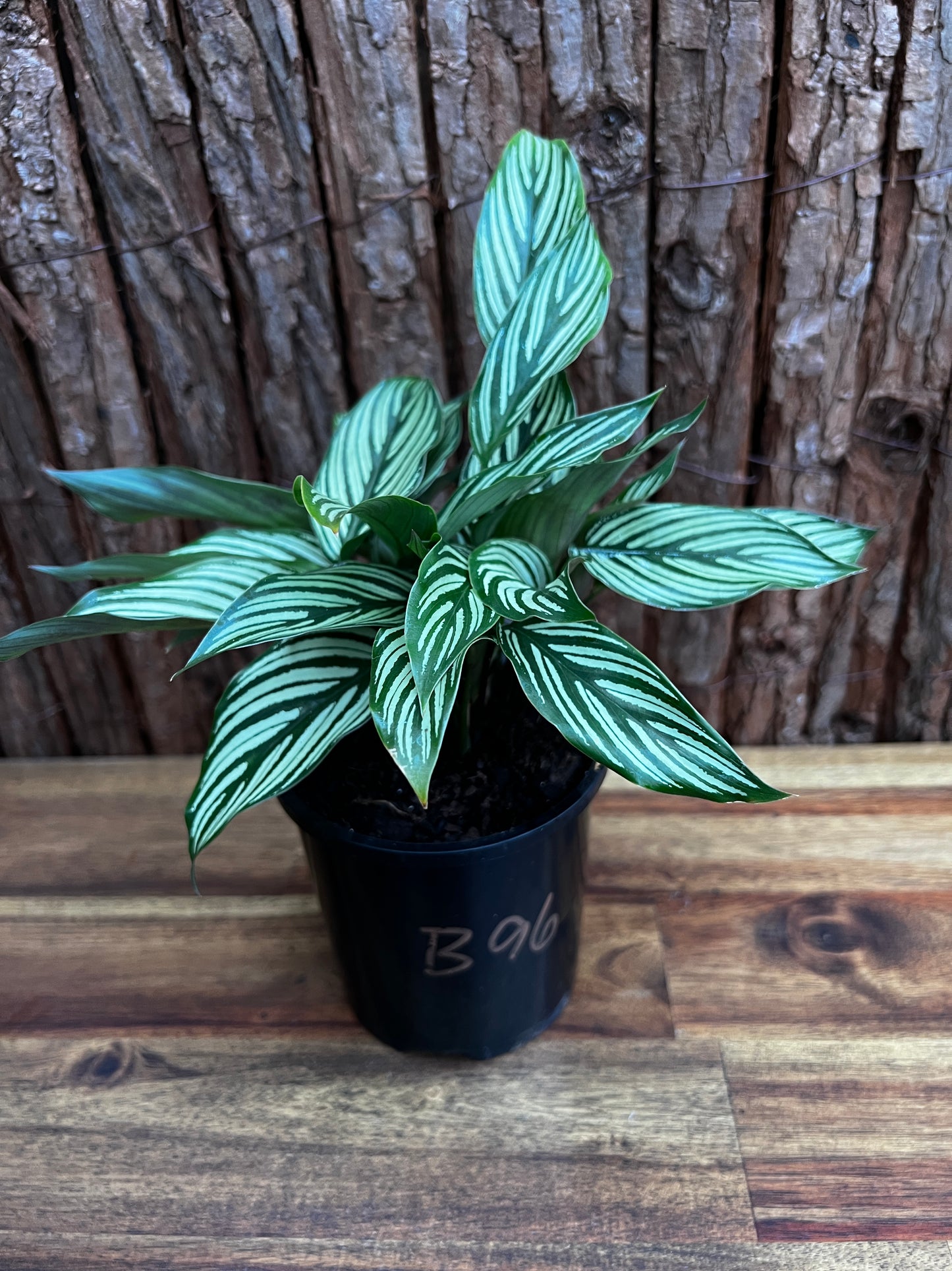 Calathea Elliptica Vittata B96