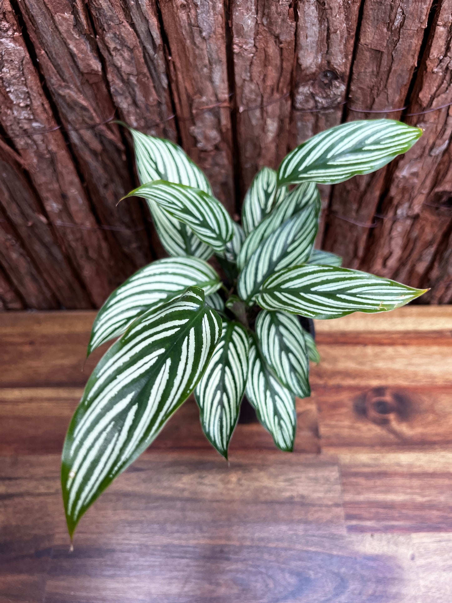 Calathea Elliptica Vittata B97