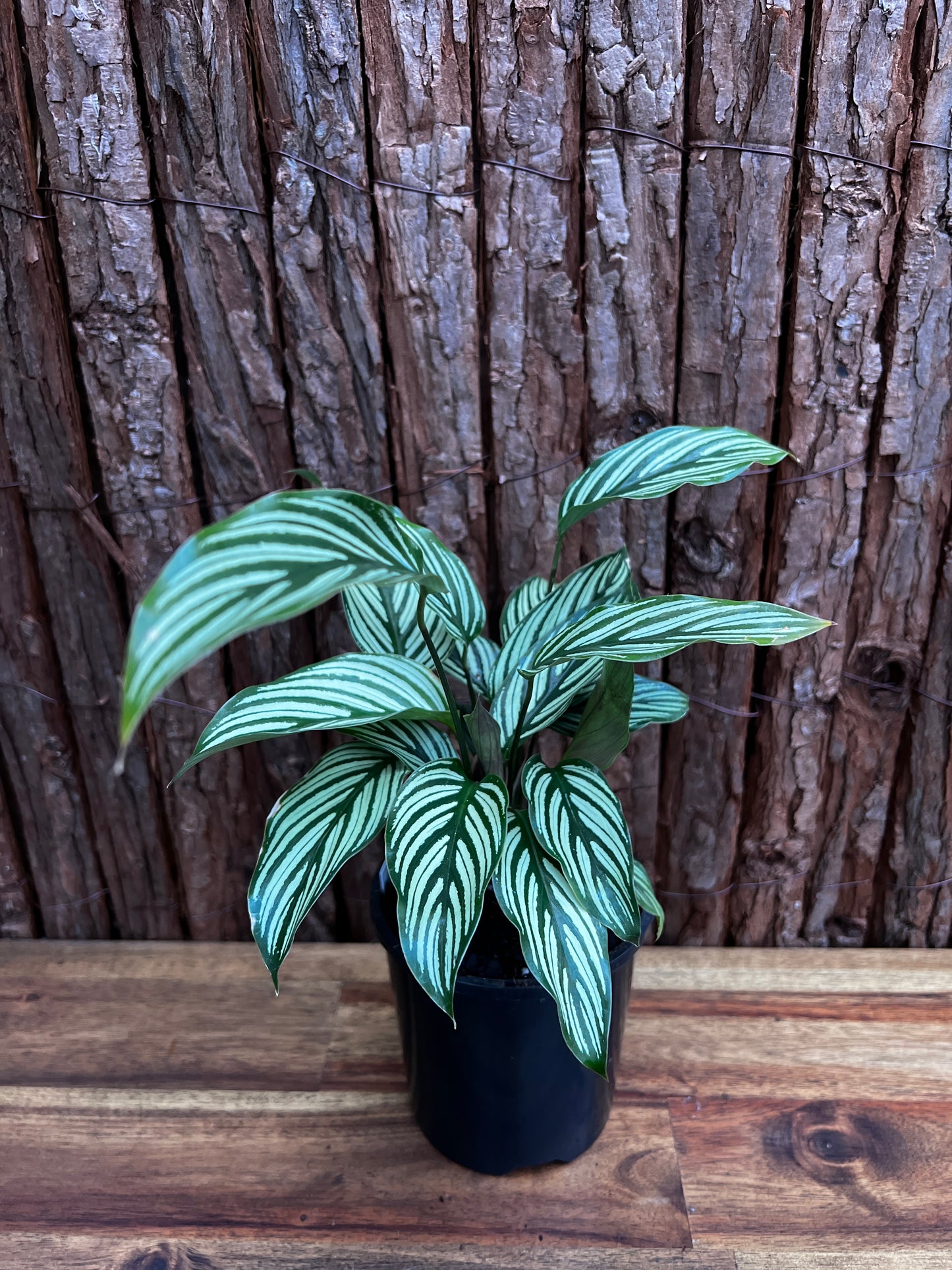 Calathea Elliptica Vittata B97