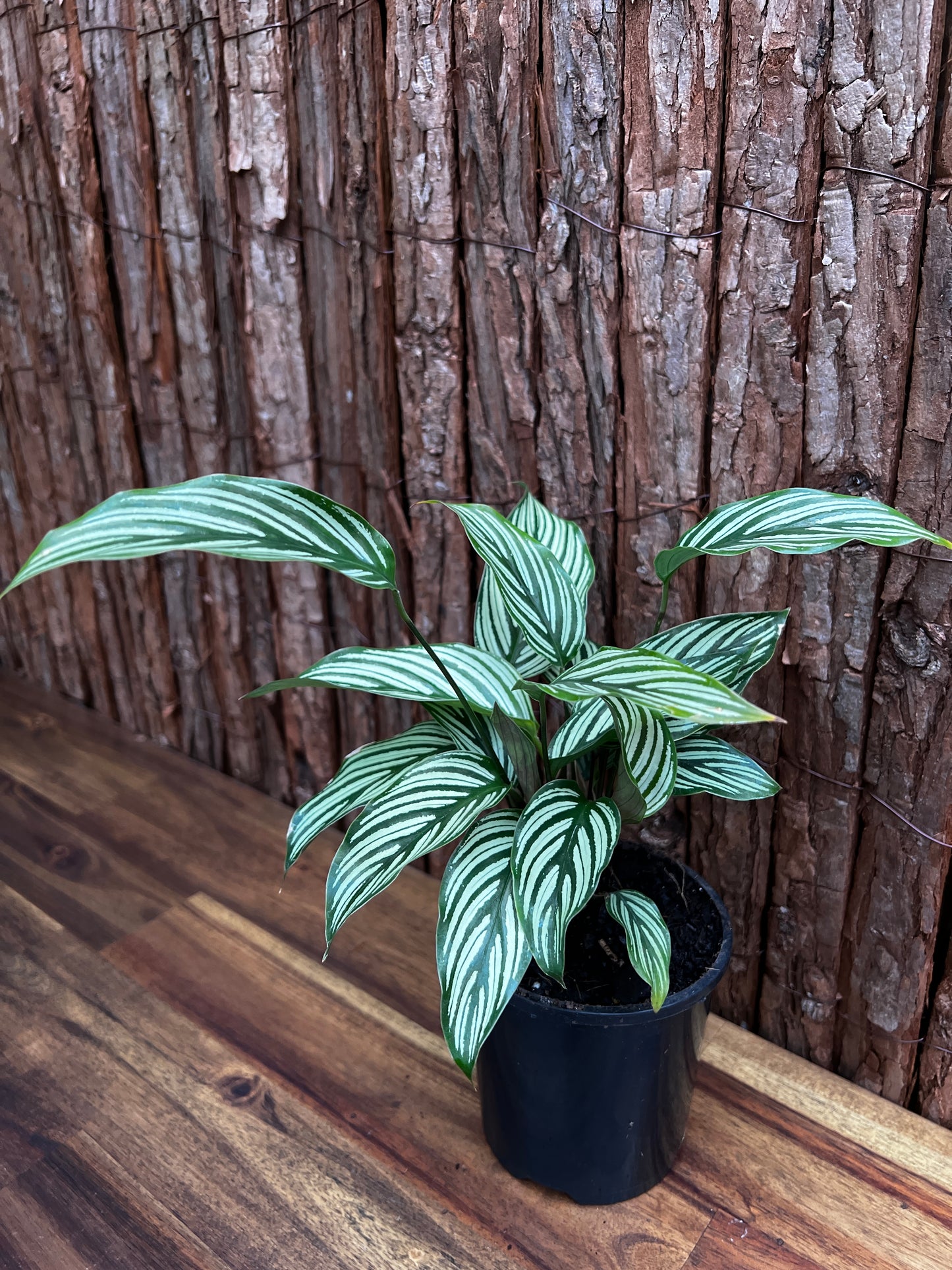 Calathea Elliptica Vittata B97