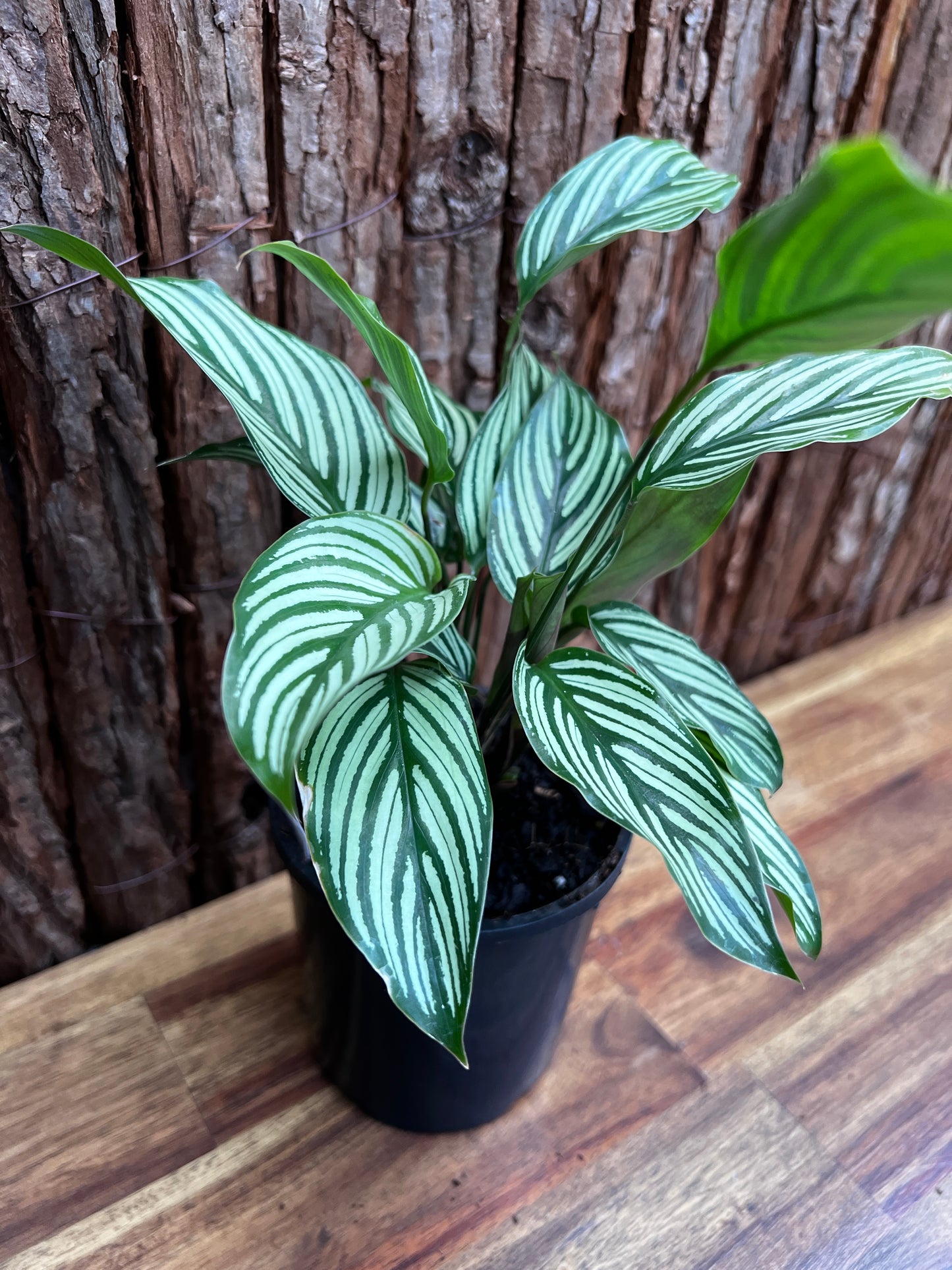 Calathea Elliptica Vittata B97