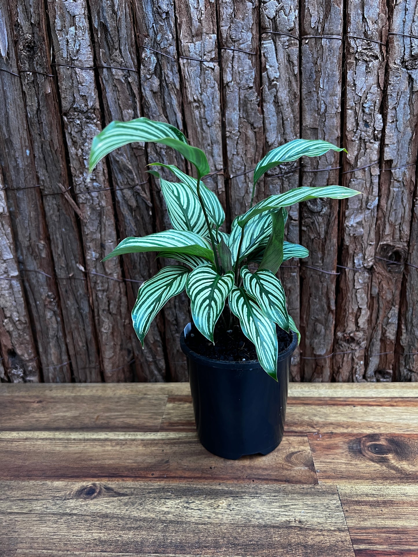 Calathea Elliptica Vittata B97