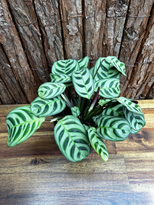 Ctenanthe Burle Marxii Dark Vein B98