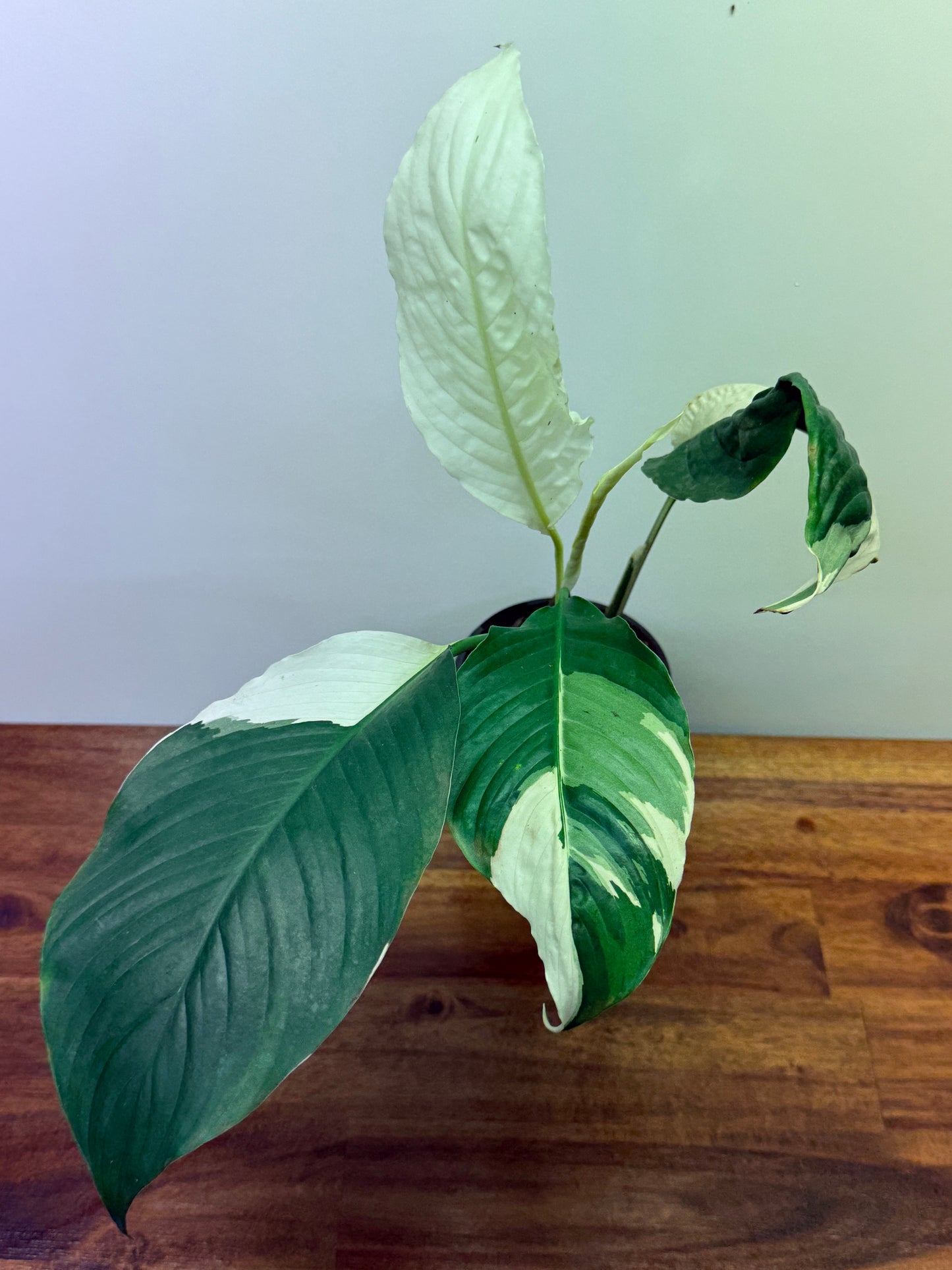 Spathiphyllum Picasso Variegated Peace Lilly M76