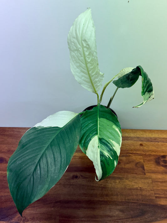 Spathiphyllum Picasso Variegated Peace Lilly M76