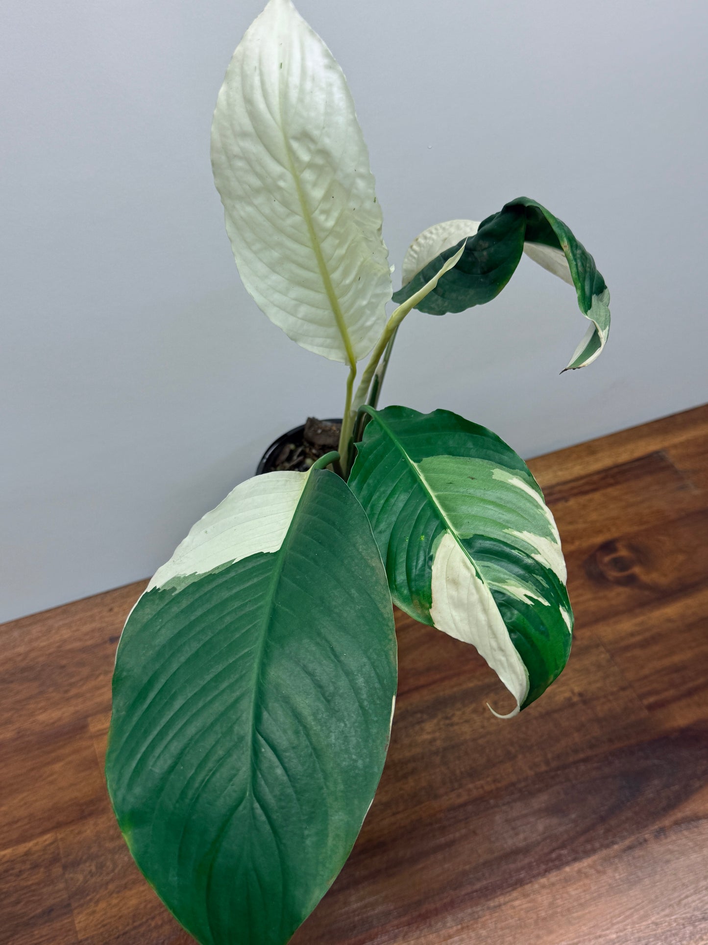 Spathiphyllum Picasso Variegated Peace Lilly M76