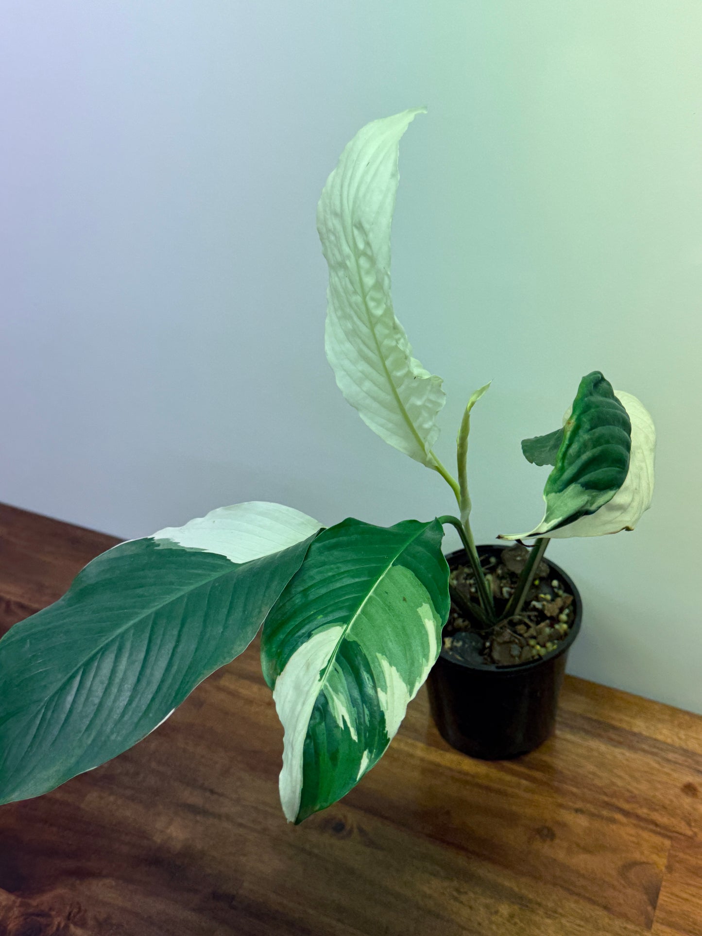 Spathiphyllum Picasso Variegated Peace Lilly M76