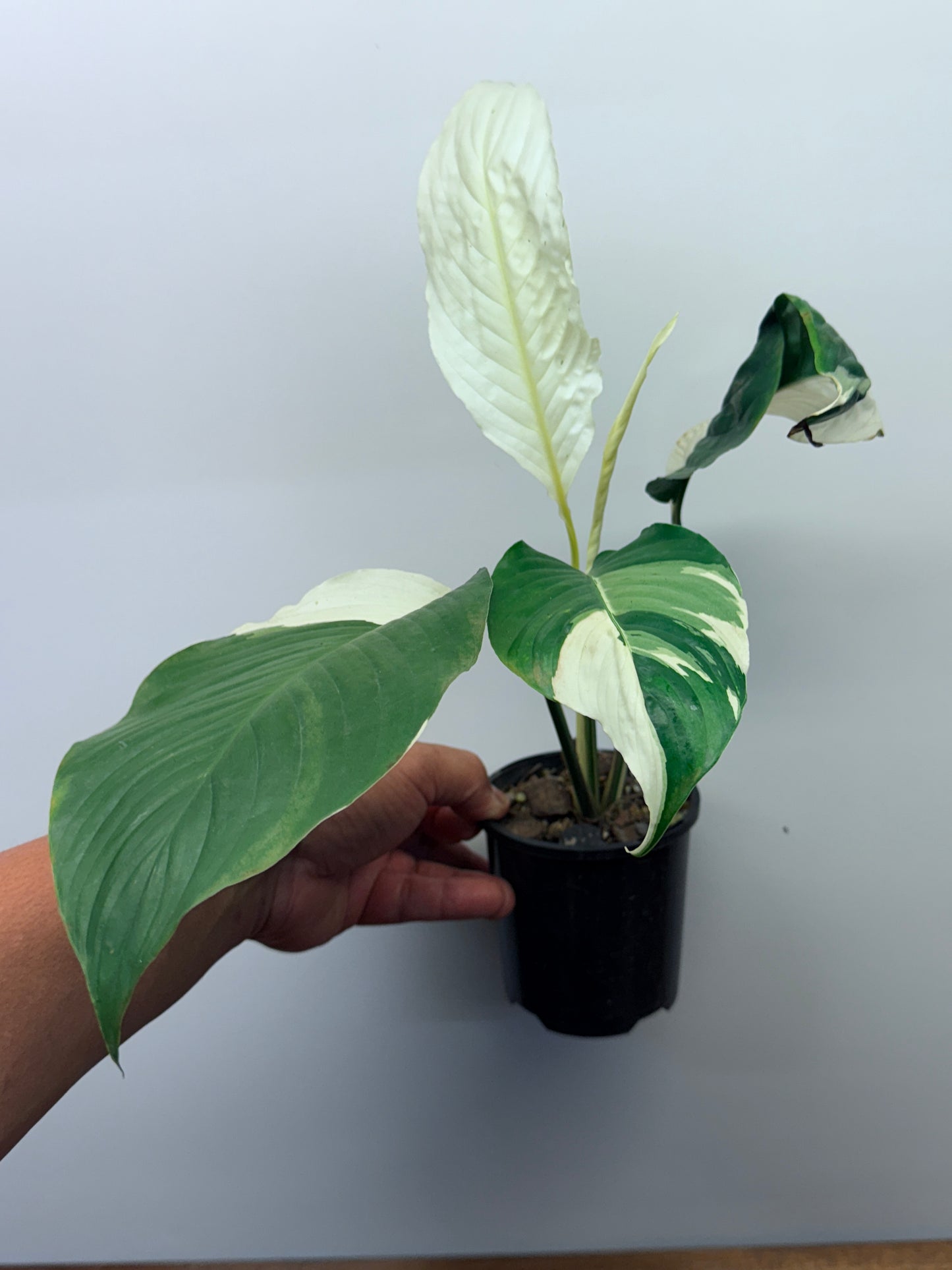 Spathiphyllum Picasso Variegated Peace Lilly M76