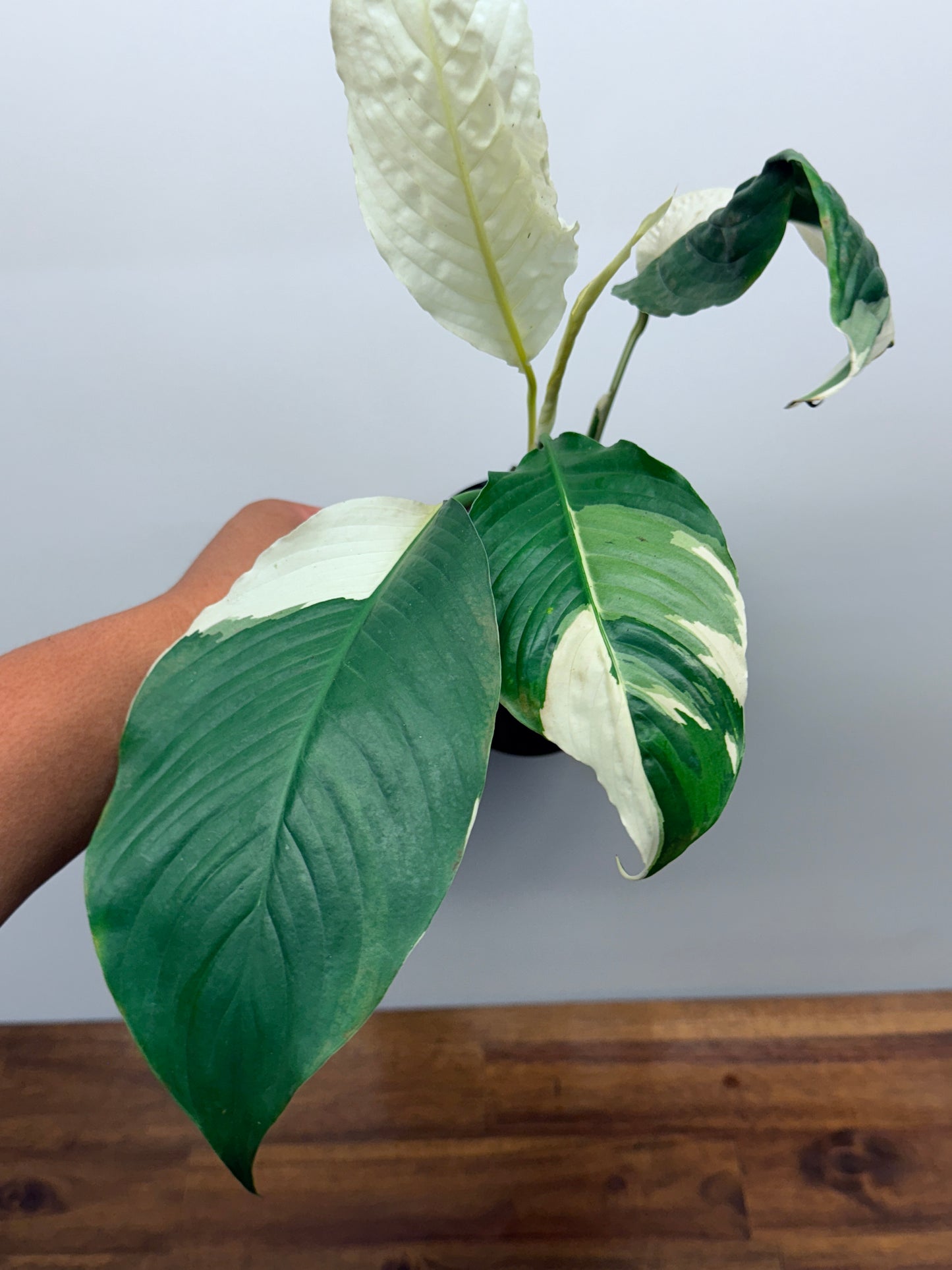 Spathiphyllum Picasso Variegated Peace Lilly M76