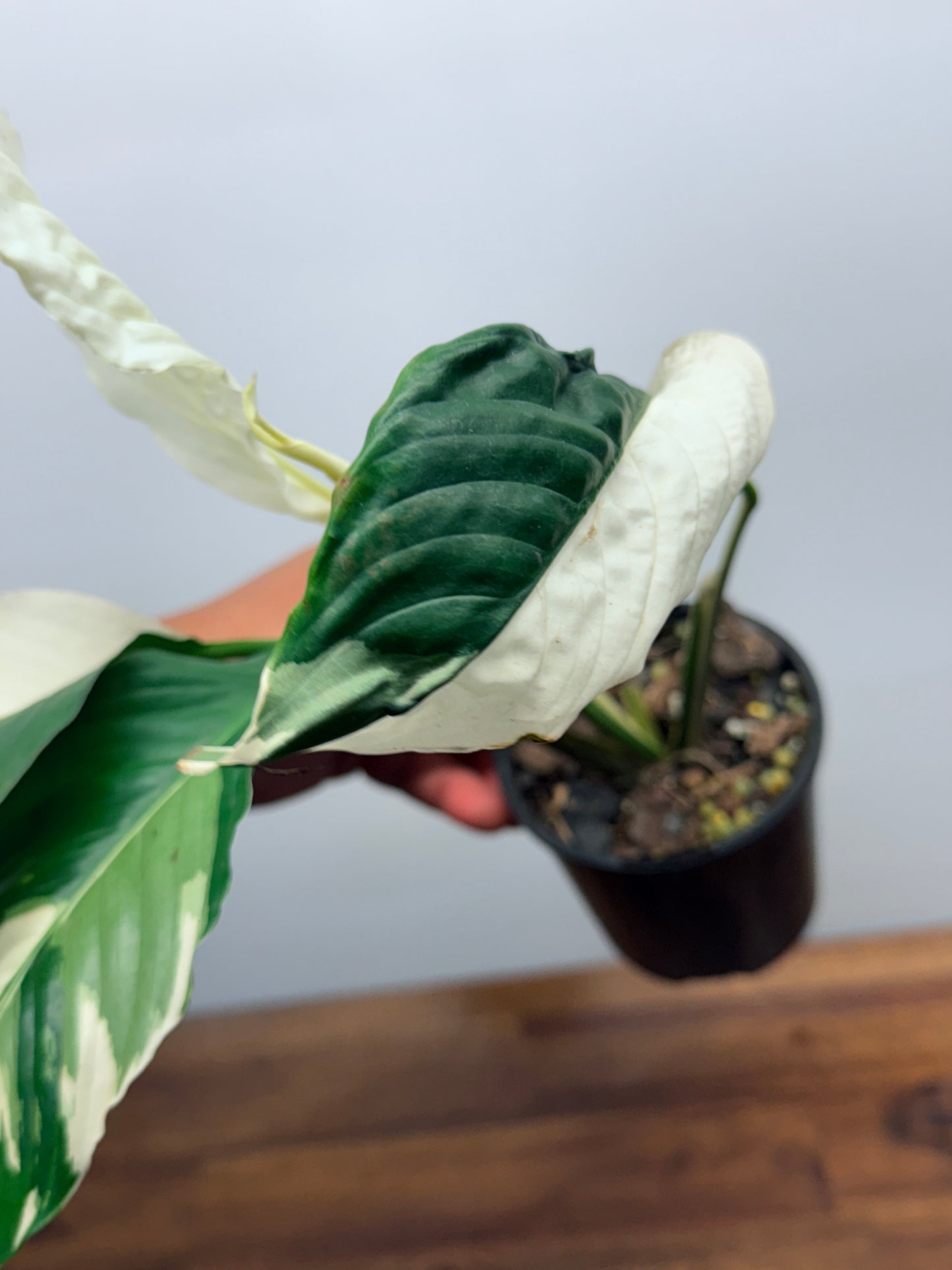 Spathiphyllum Picasso Variegated Peace Lilly M76