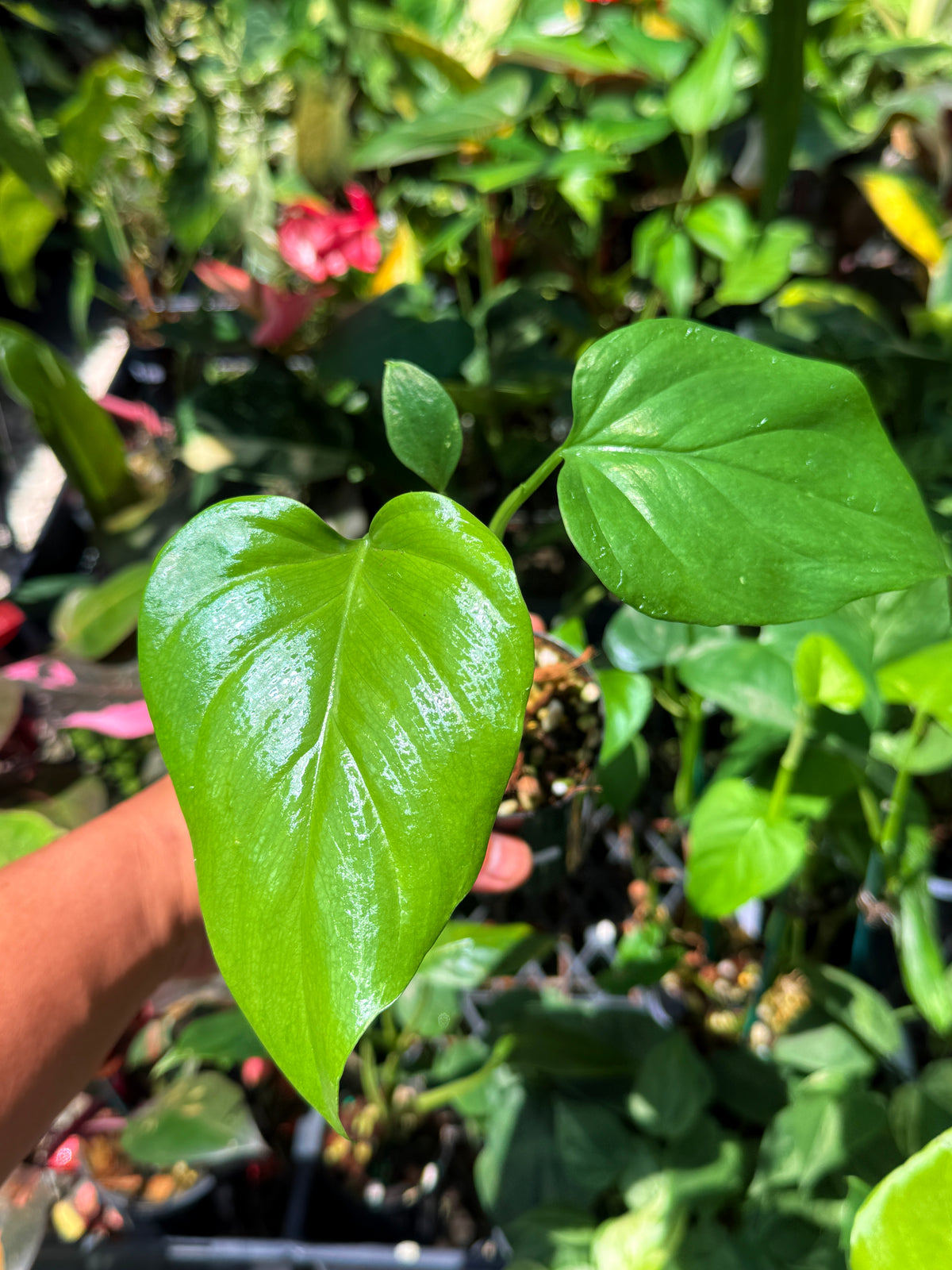 Philodendron 'Jacquinii' U68
