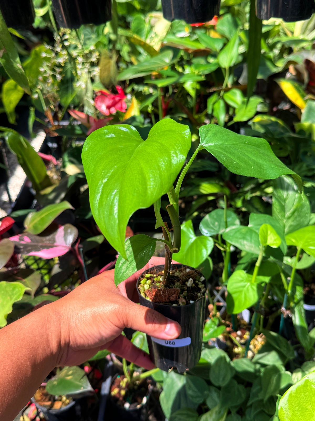 Philodendron 'Jacquinii' U68