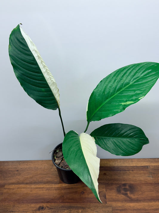 Spathiphyllum Picasso Variegated Peace Lilly M75