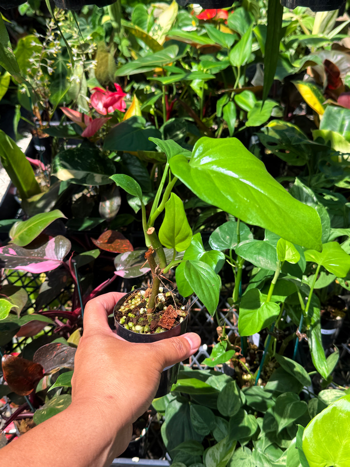 Philodendron 'Jacquinii' U68