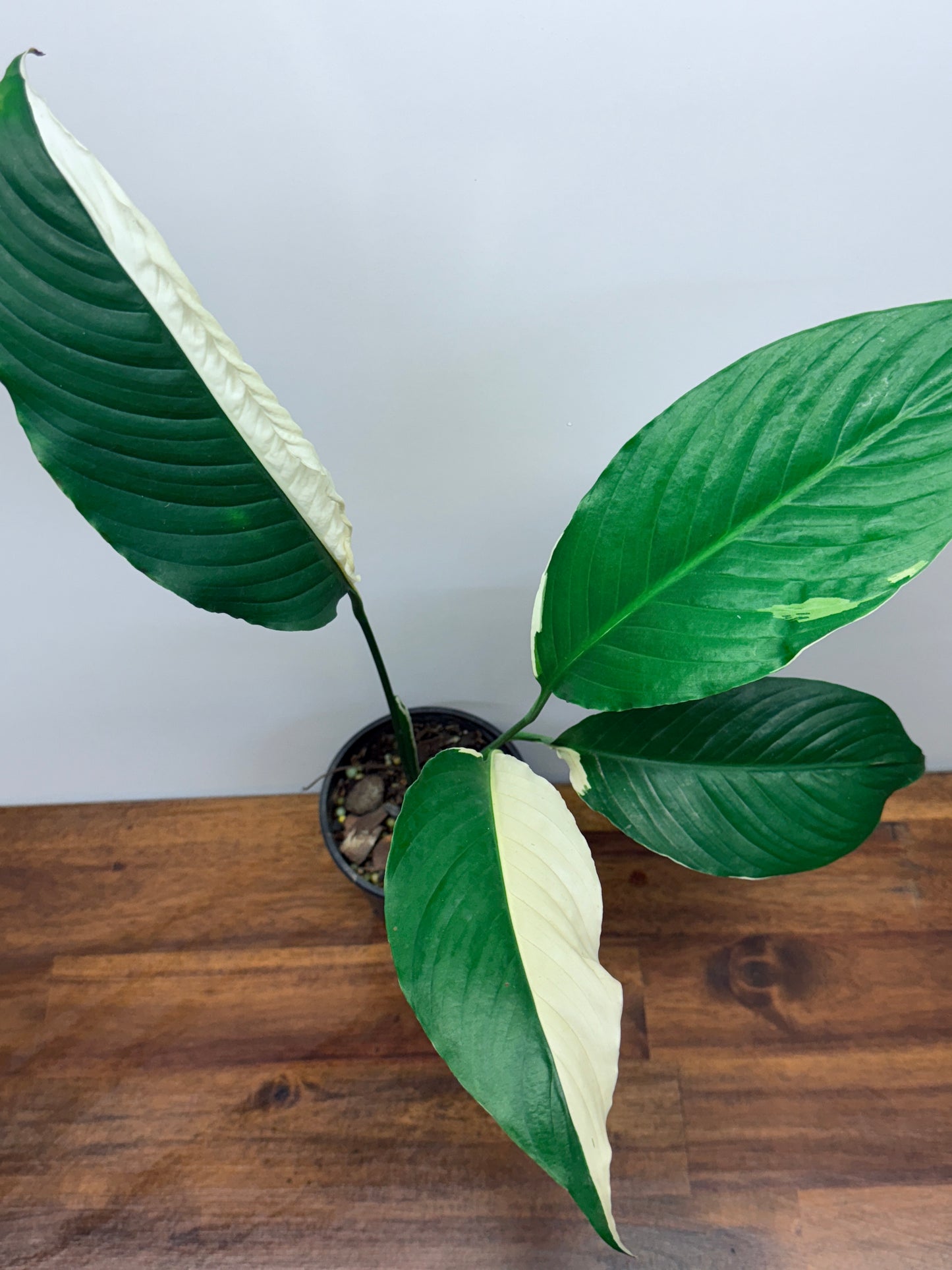 Spathiphyllum Picasso Variegated Peace Lilly M75