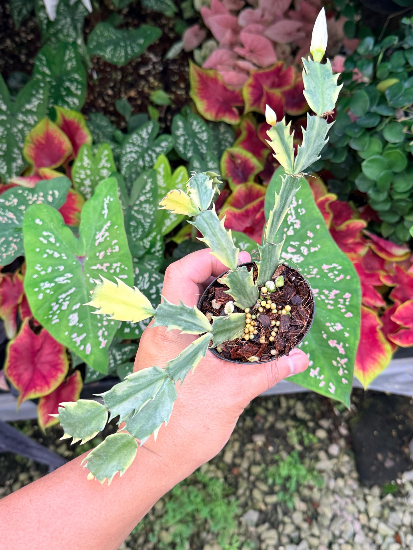 Schlumbergera truncata 'Variegated Zygocactus' - White Flowering M1