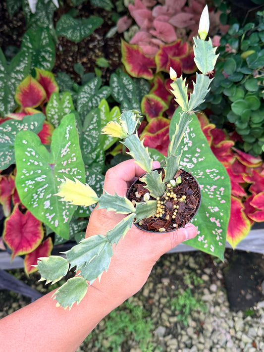 Schlumbergera truncata 'Variegated Zygocactus' - White Flowering M1