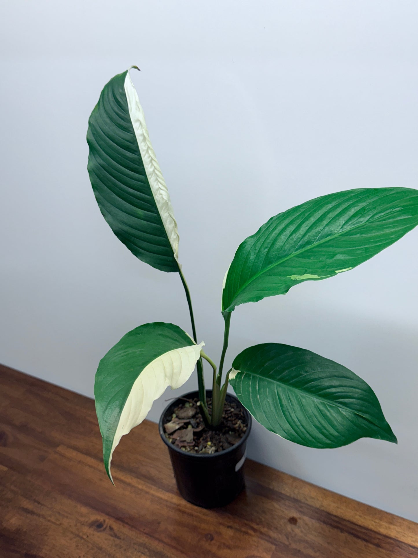 Spathiphyllum Picasso Variegated Peace Lilly M75