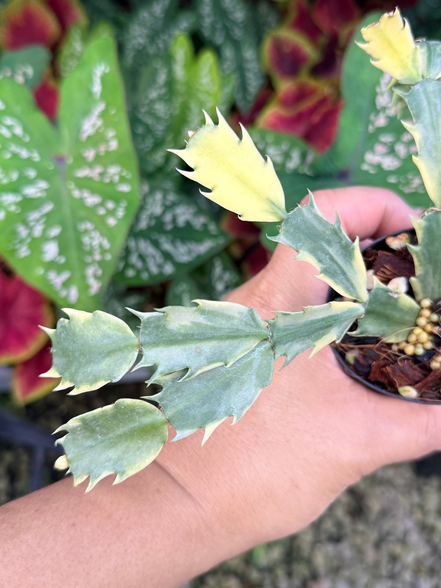Schlumbergera truncata 'Variegated Zygocactus' - White Flowering M1