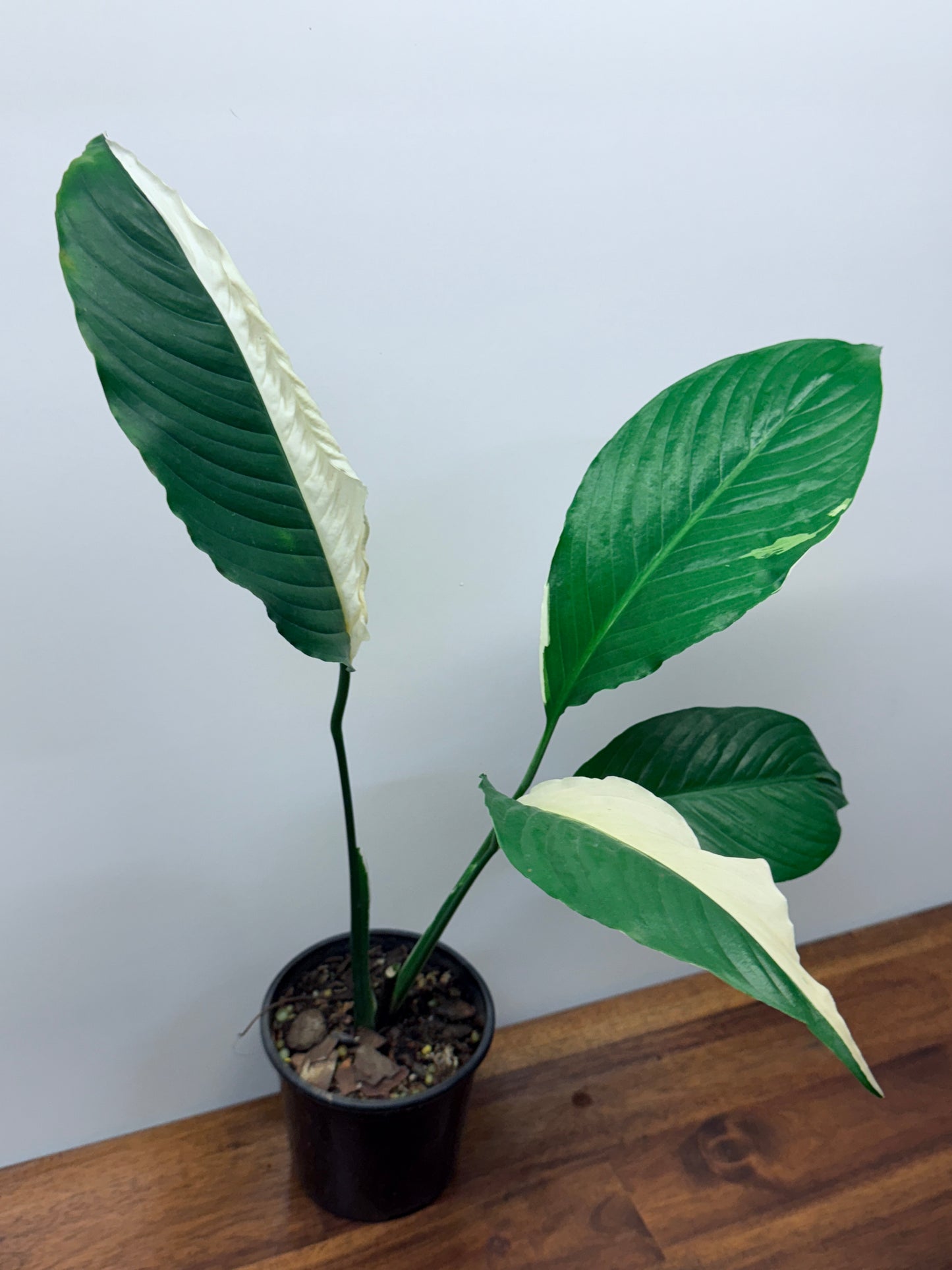 Spathiphyllum Picasso Variegated Peace Lilly M75