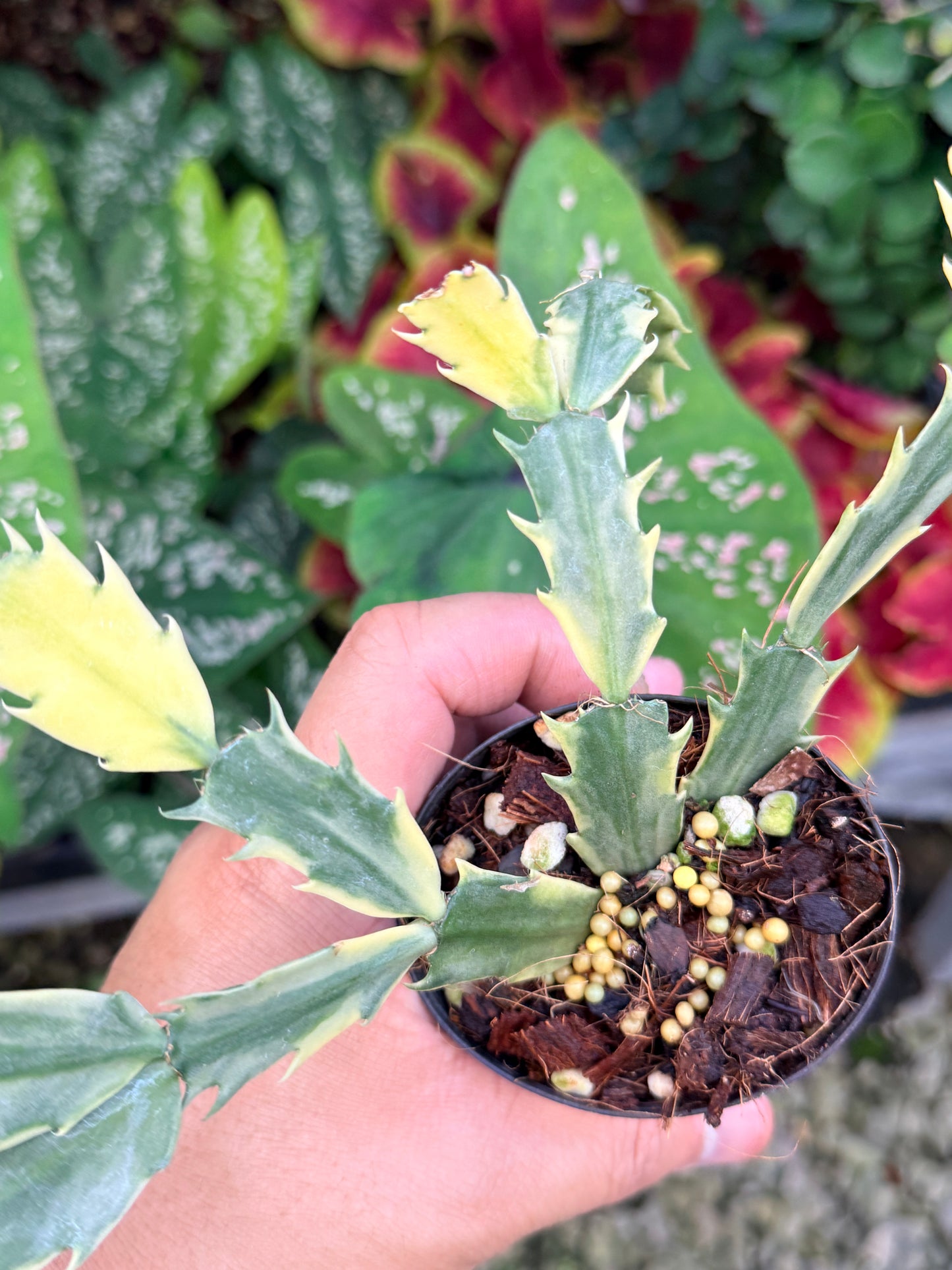 Schlumbergera truncata 'Variegated Zygocactus' - White Flowering M1