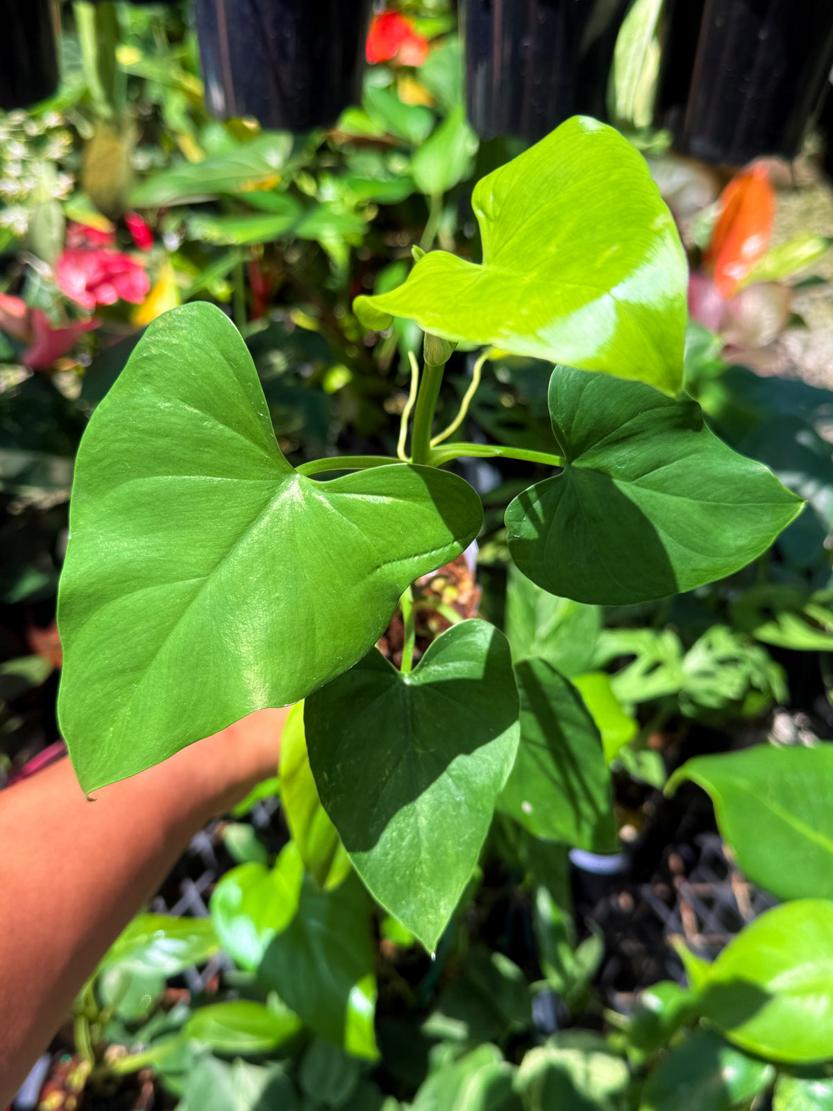 Philodendron 'Jacquinii' U70