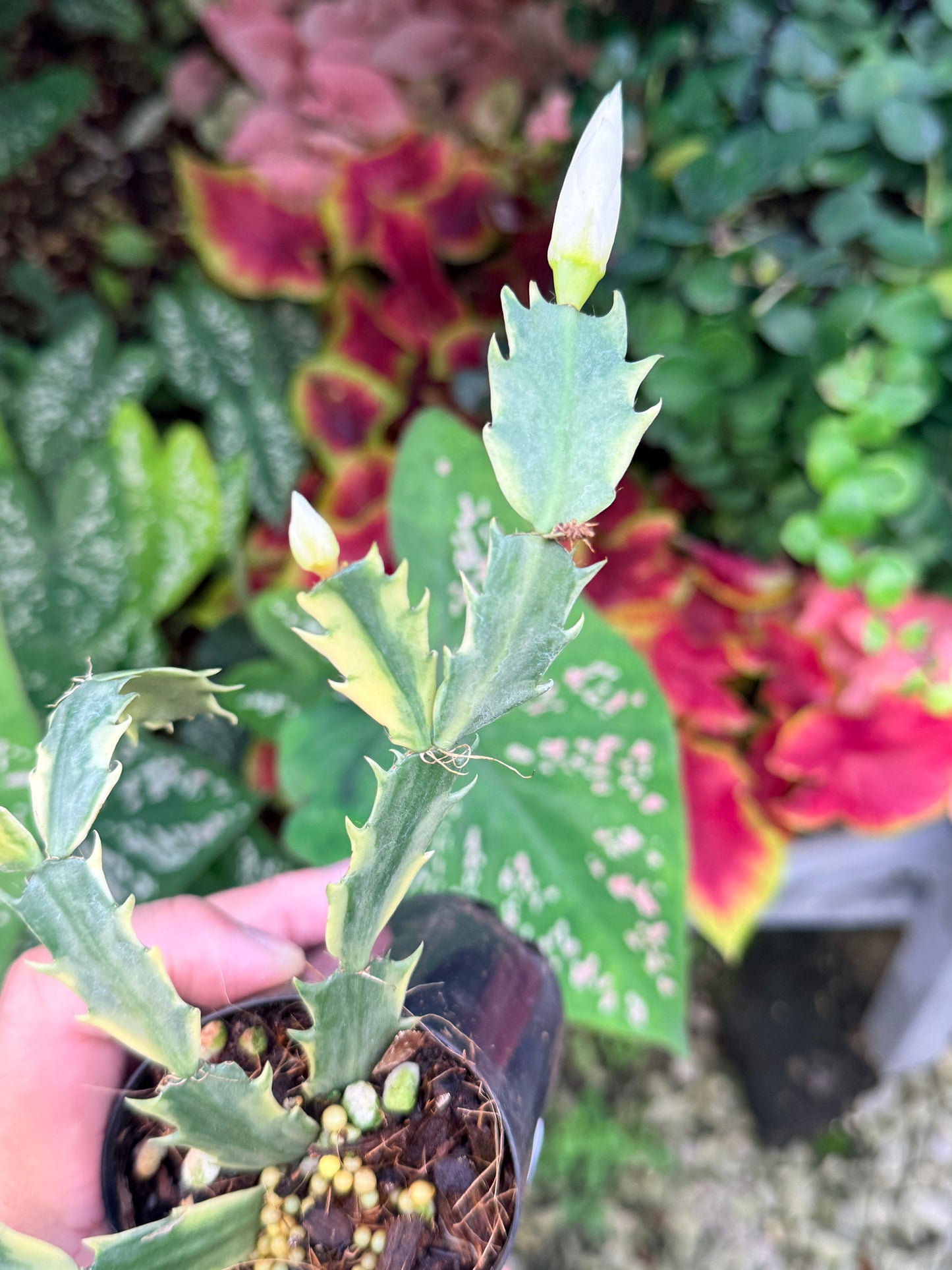 Schlumbergera truncata 'Variegated Zygocactus' - White Flowering M1