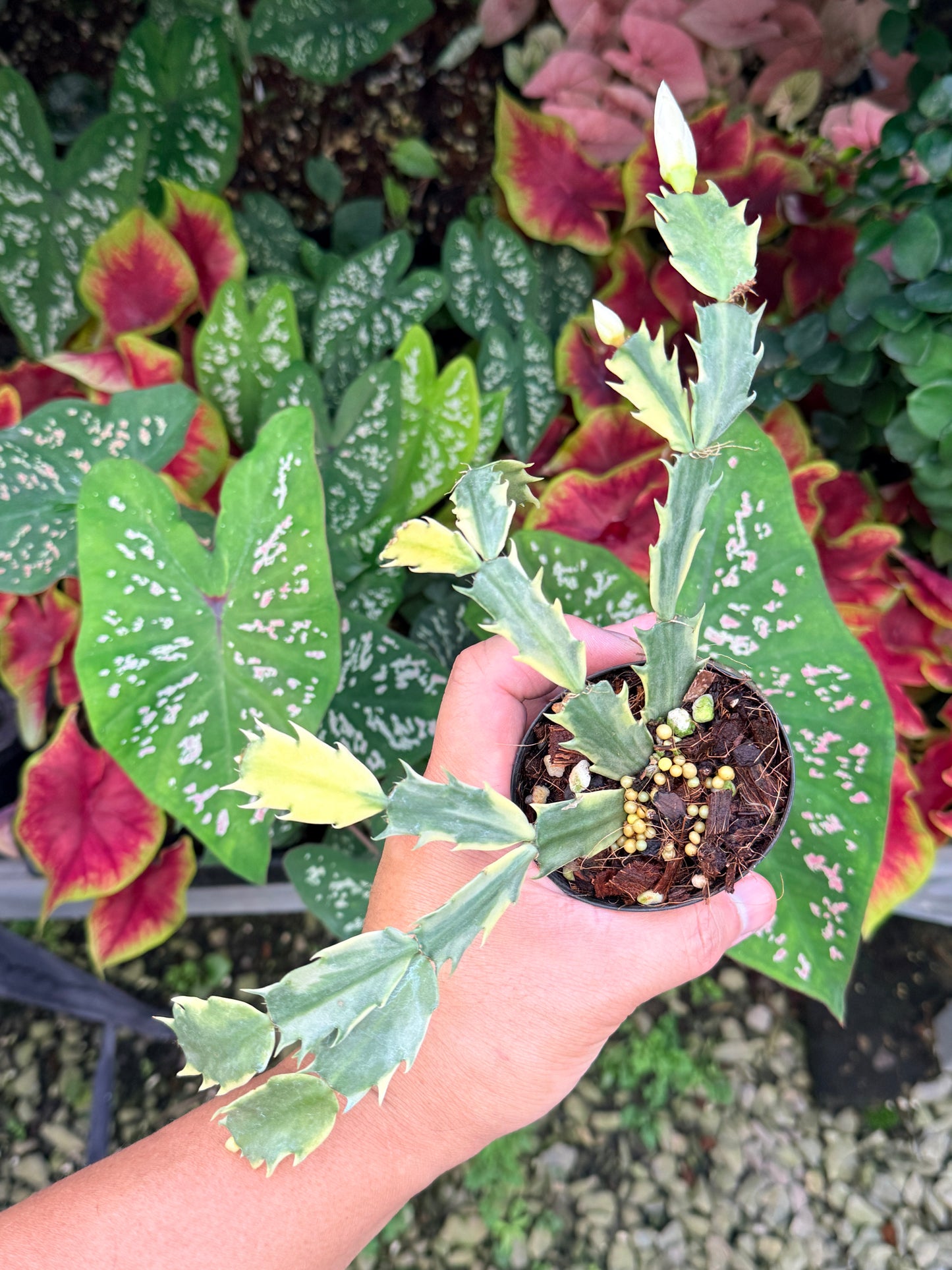 Schlumbergera truncata 'Variegated Zygocactus' - White Flowering M1