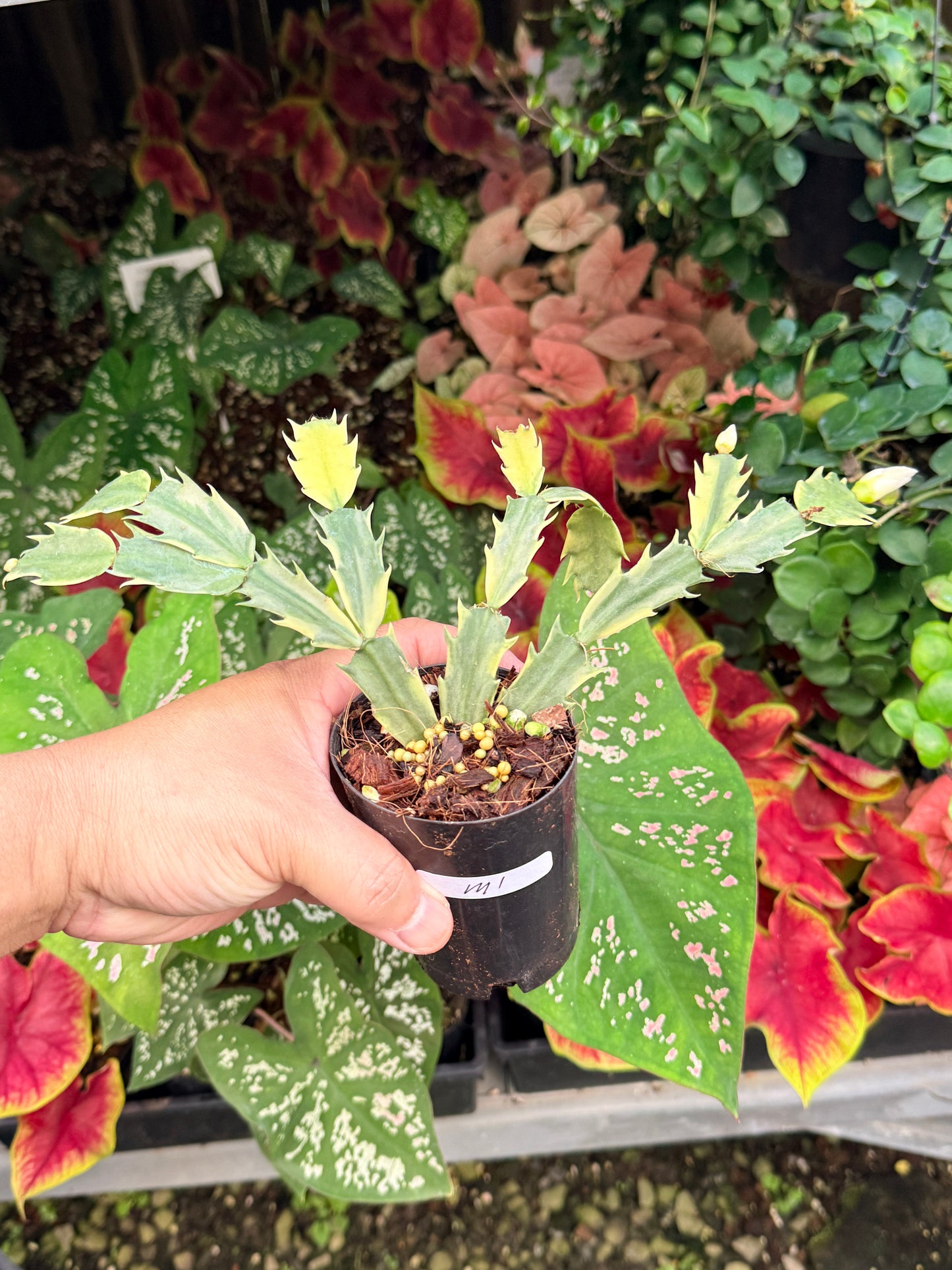 Schlumbergera truncata 'Variegated Zygocactus' - White Flowering M1