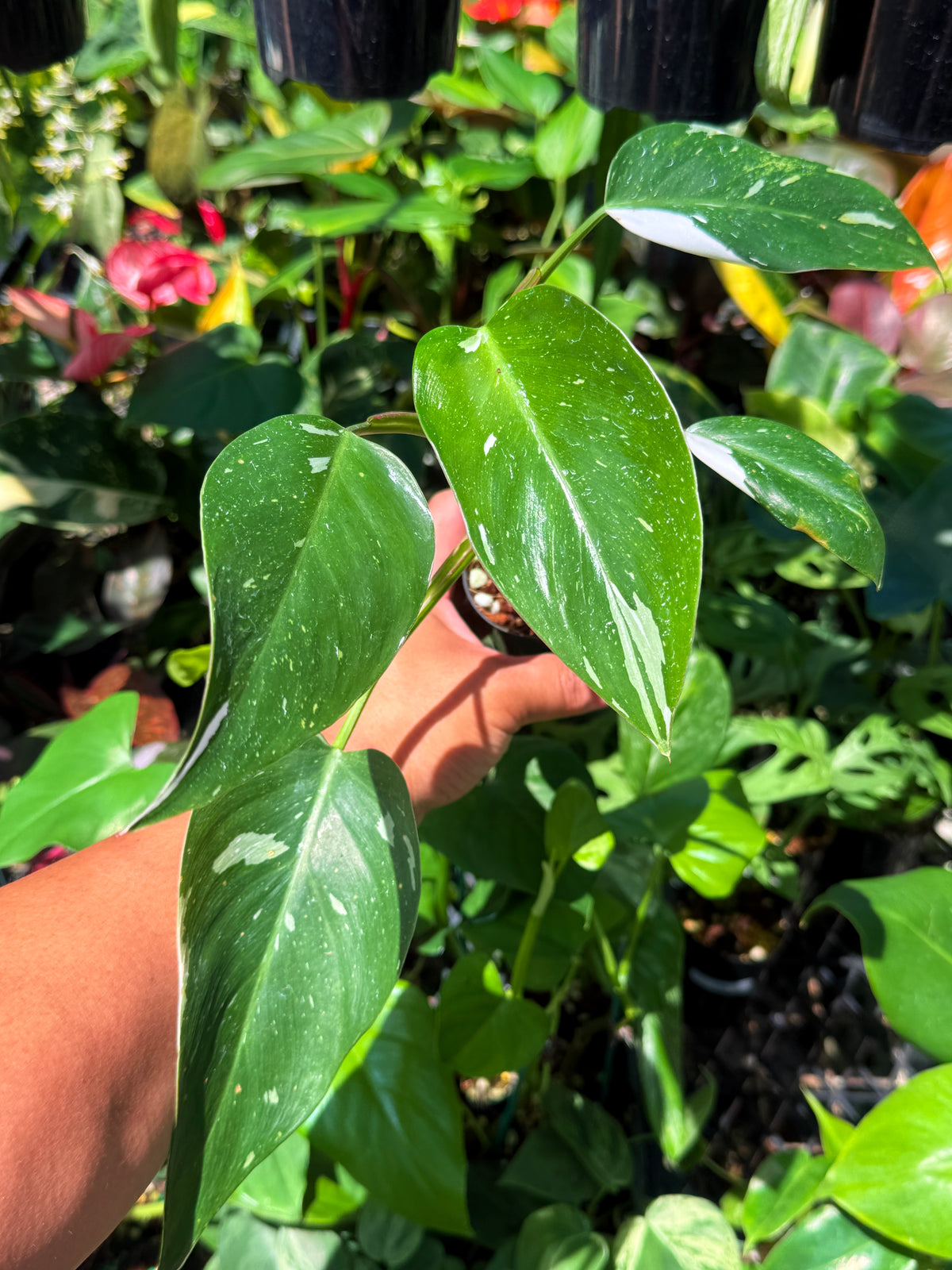 Philodendron 'White Princess' U75