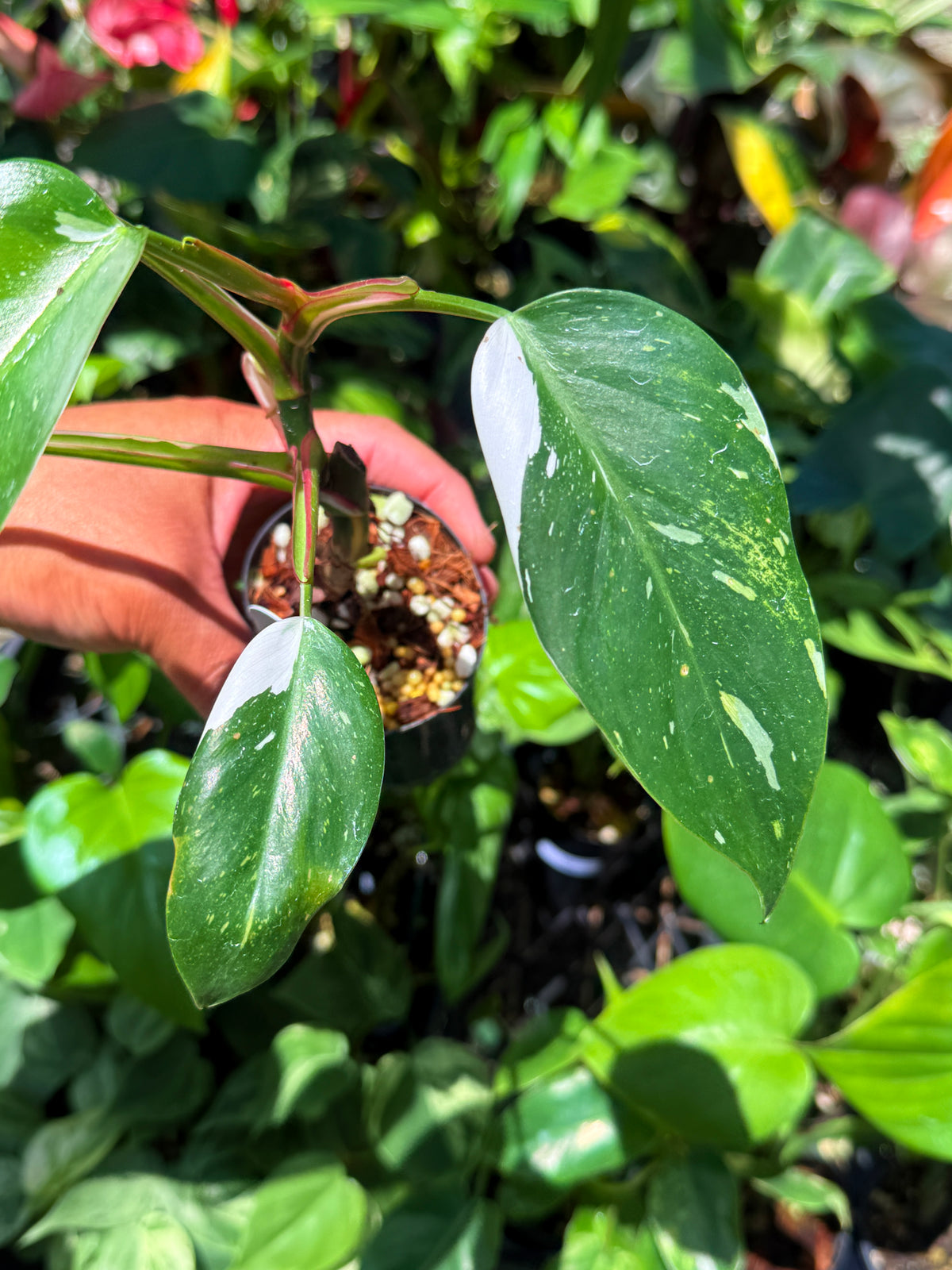 Philodendron 'White Princess' U75