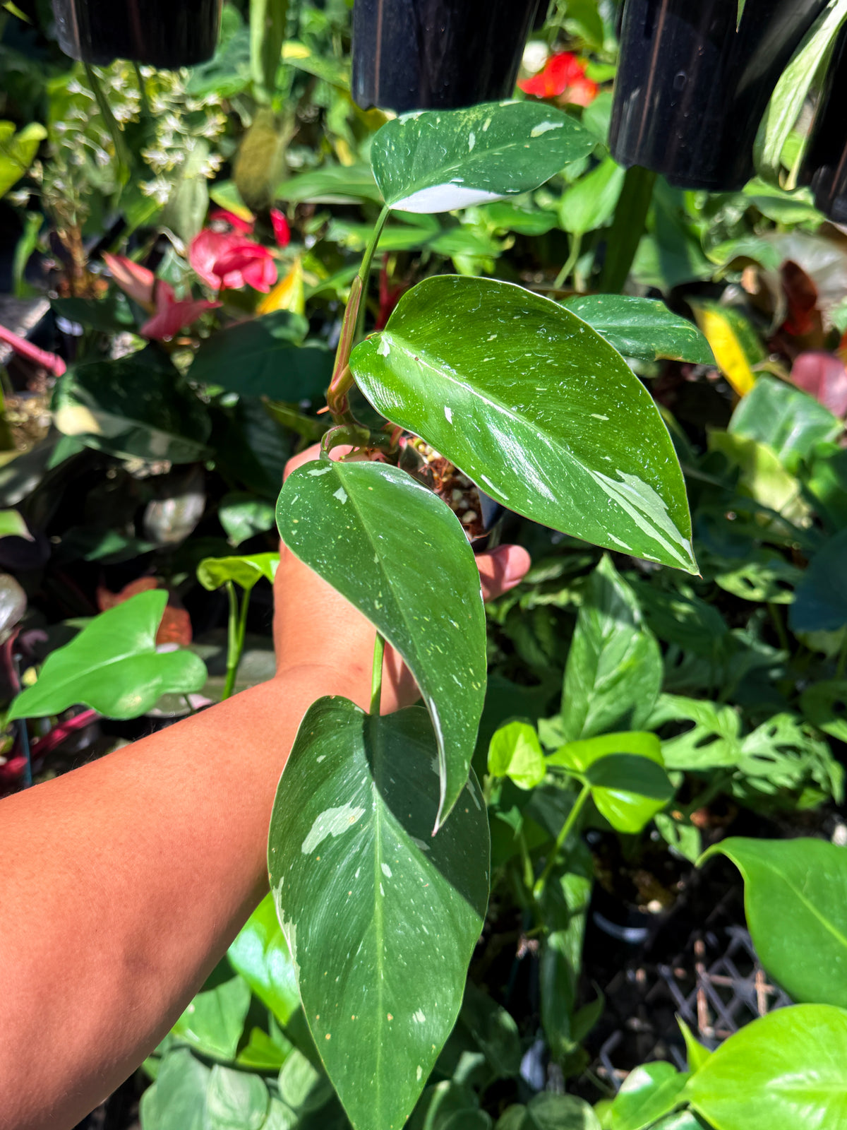 Philodendron 'White Princess' U75