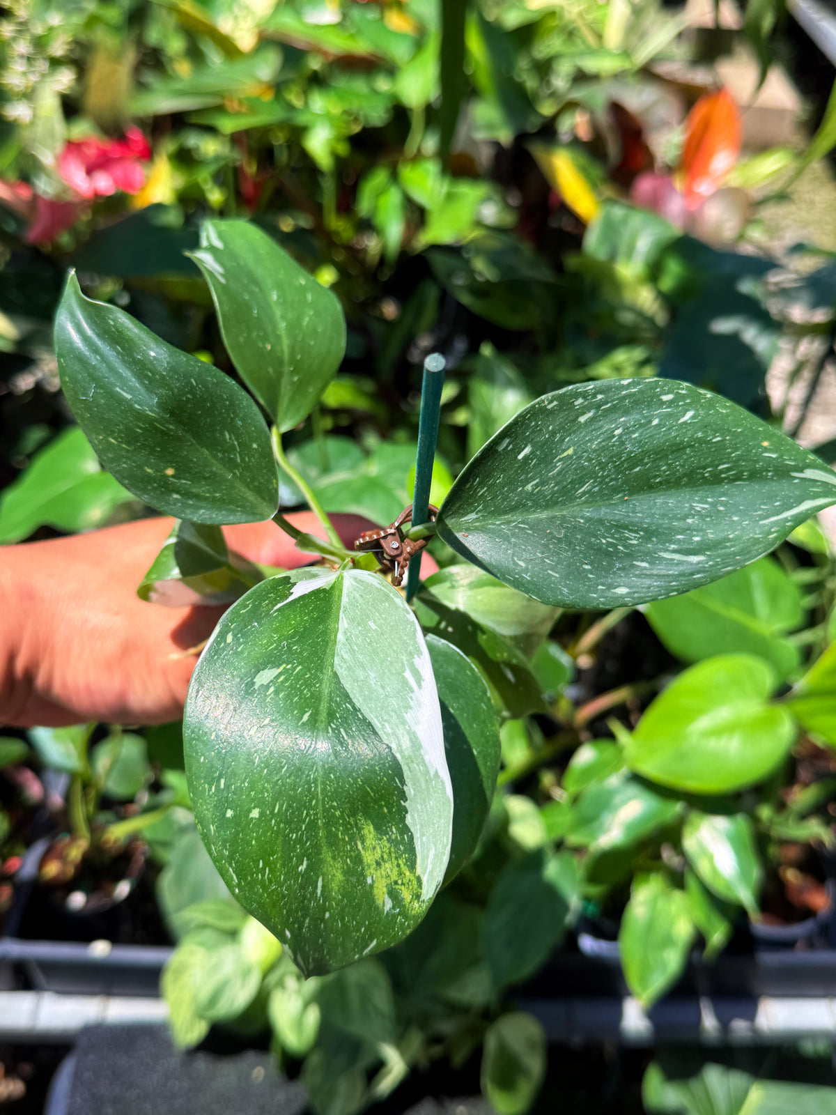 Philodendron 'White Princess' U76