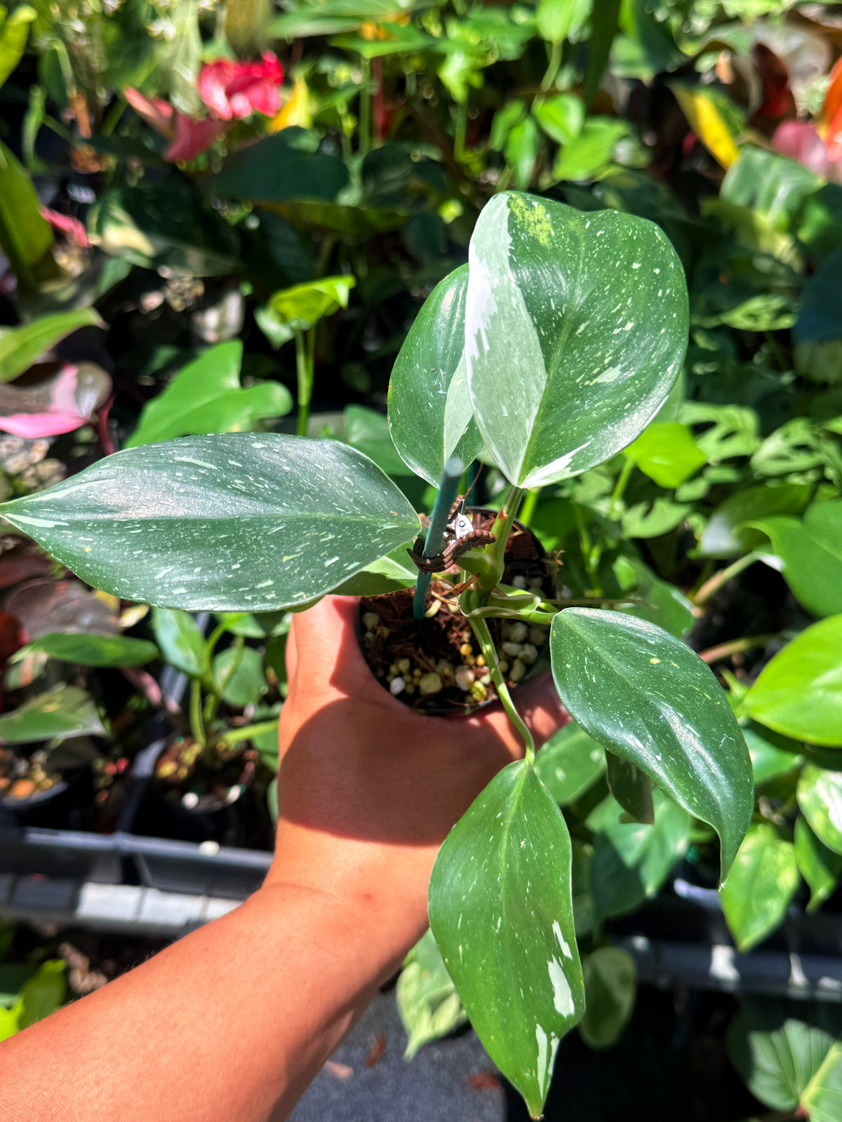Philodendron 'White Princess' U76