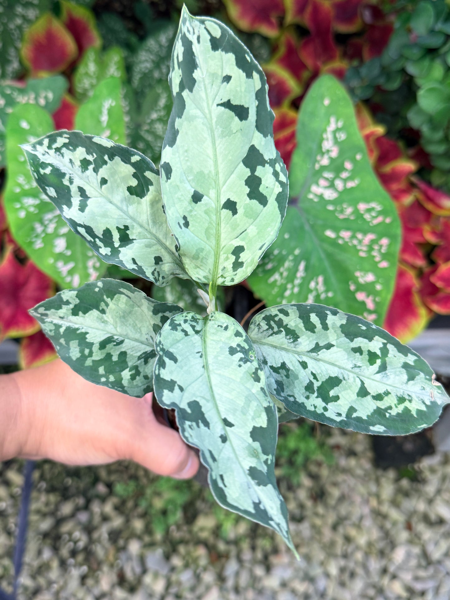 Aglaonema 'Pictum Tricolor' Hybrid M17