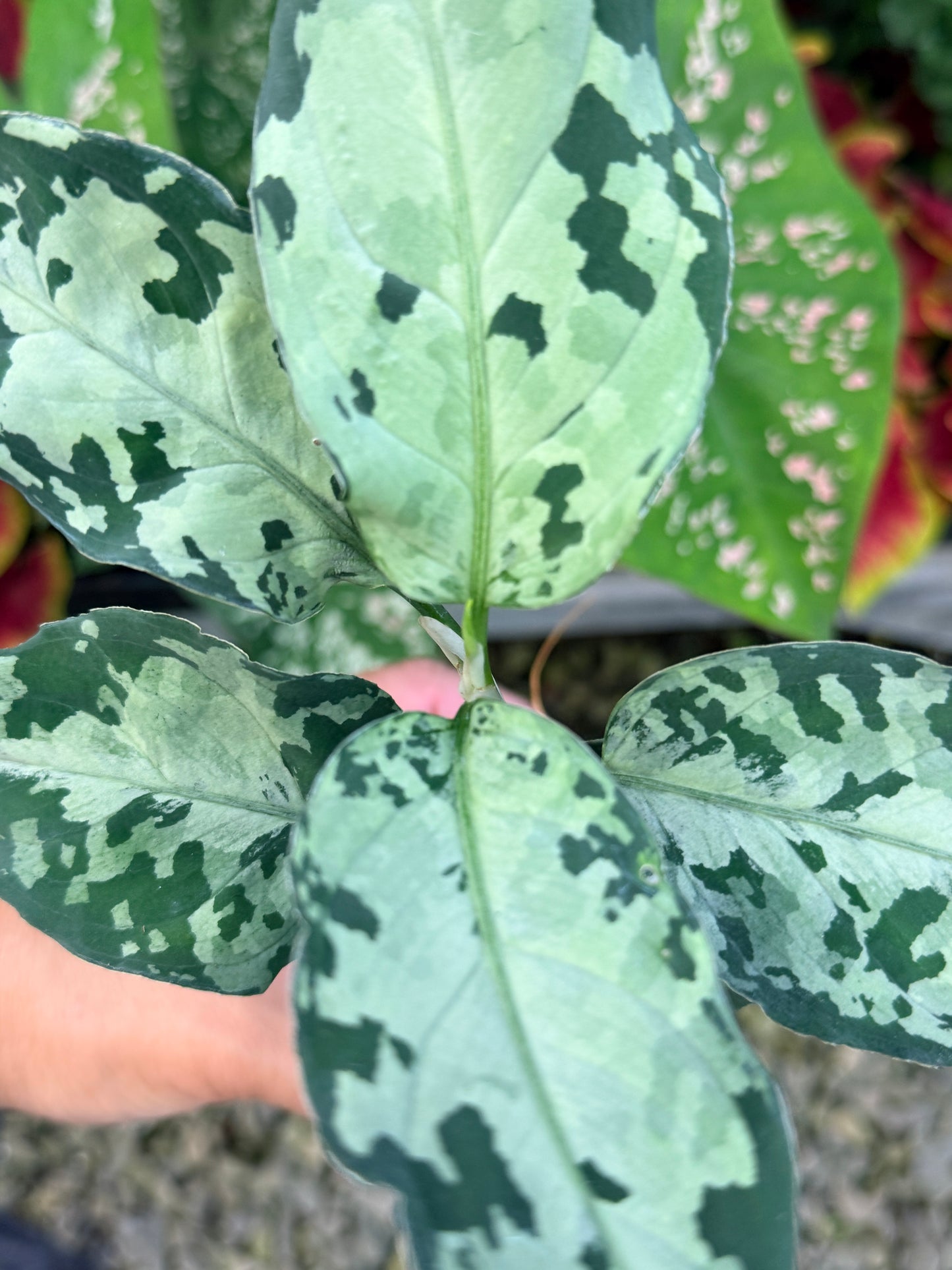 Aglaonema 'Pictum Tricolor' Hybrid M17