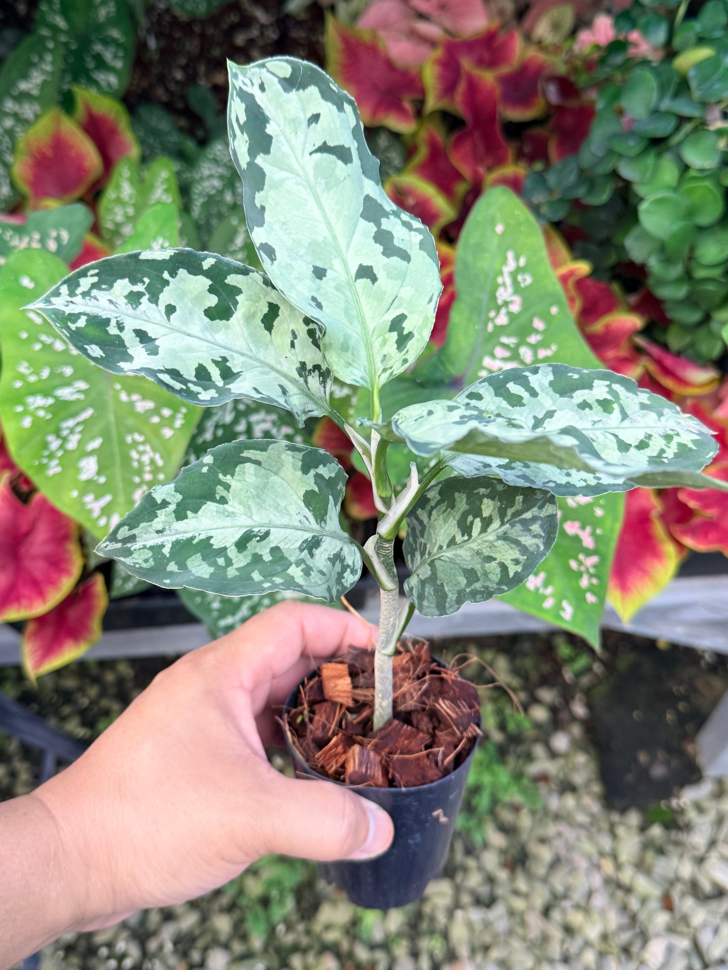 Aglaonema 'Pictum Tricolor' Hybrid M17