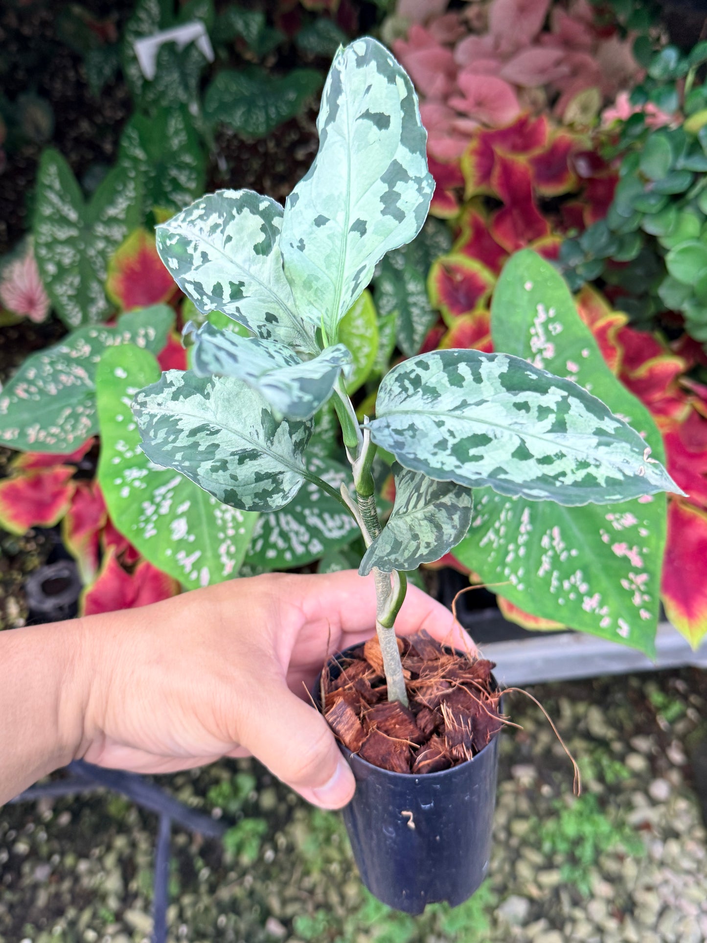Aglaonema 'Pictum Tricolor' Hybrid M17