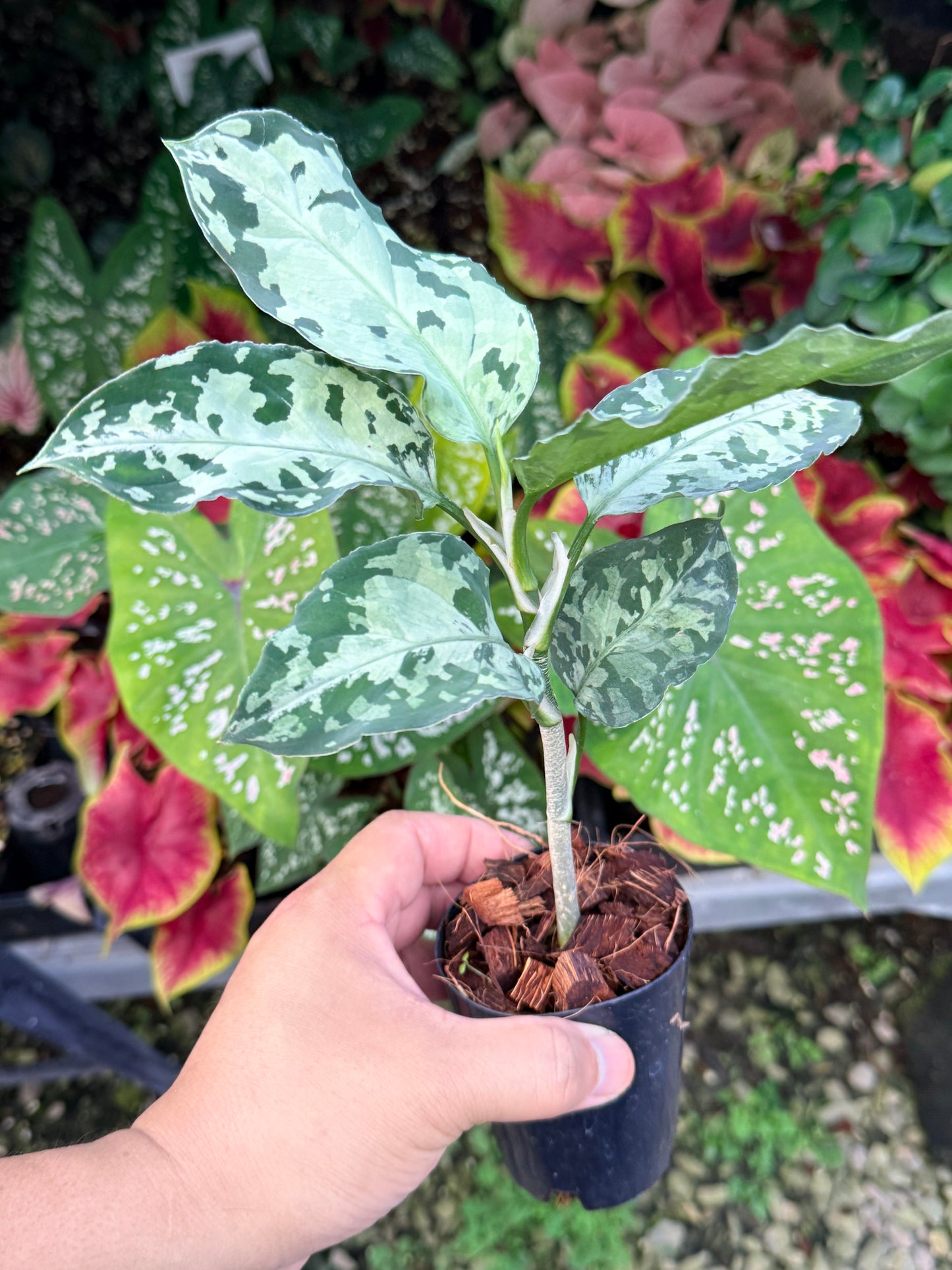 Aglaonema 'Pictum Tricolor' Hybrid M17